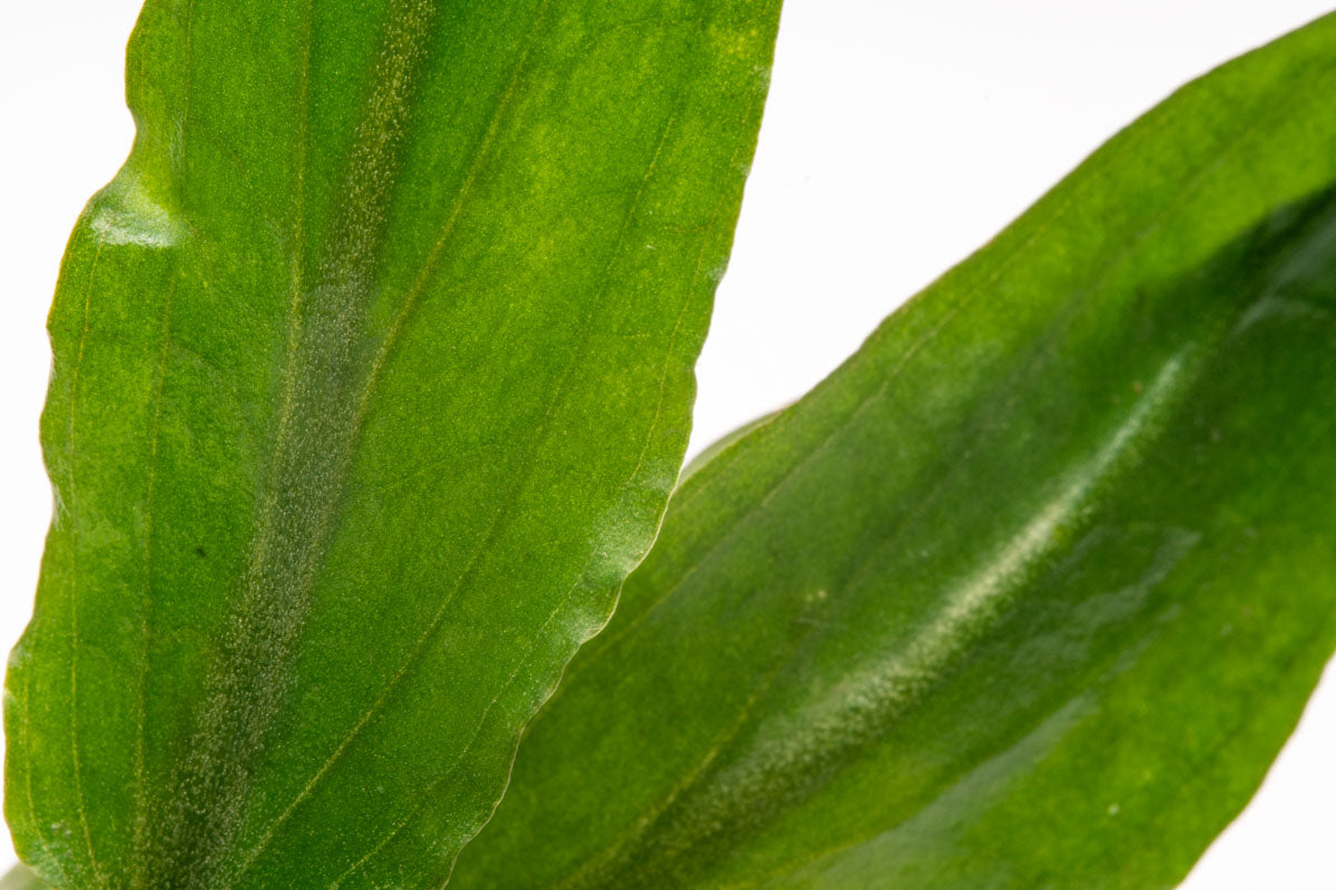 Cryptocoryne Petchii Live Aquarium Plant - Easy Care Freshwater Aquatic Plant for Fish Tanks, Aquascaping & Low Light Aquariums