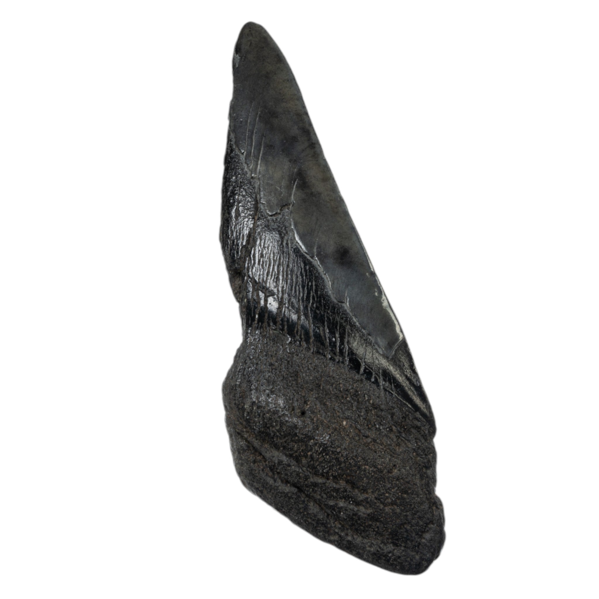 Authentic Real Megalodon Shark Tooth Fossil - Half Size - Perfect for Collectors, Jewelry Making & Educational Displays