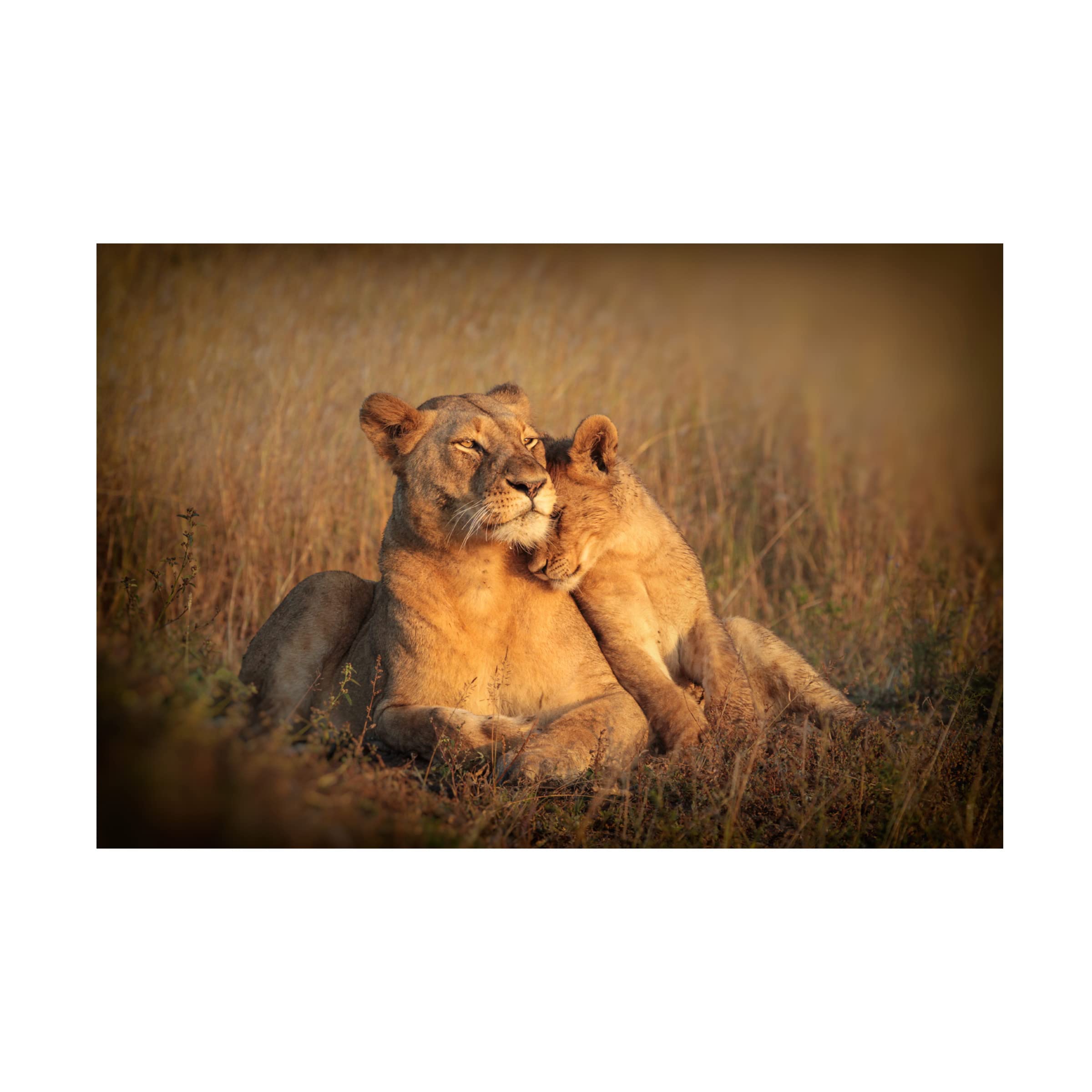 Trademark Fine Art 'Feline Family' Canvas Wall Art by Jaco Marx - Perfect for Living Room, Bedroom & Home Decor