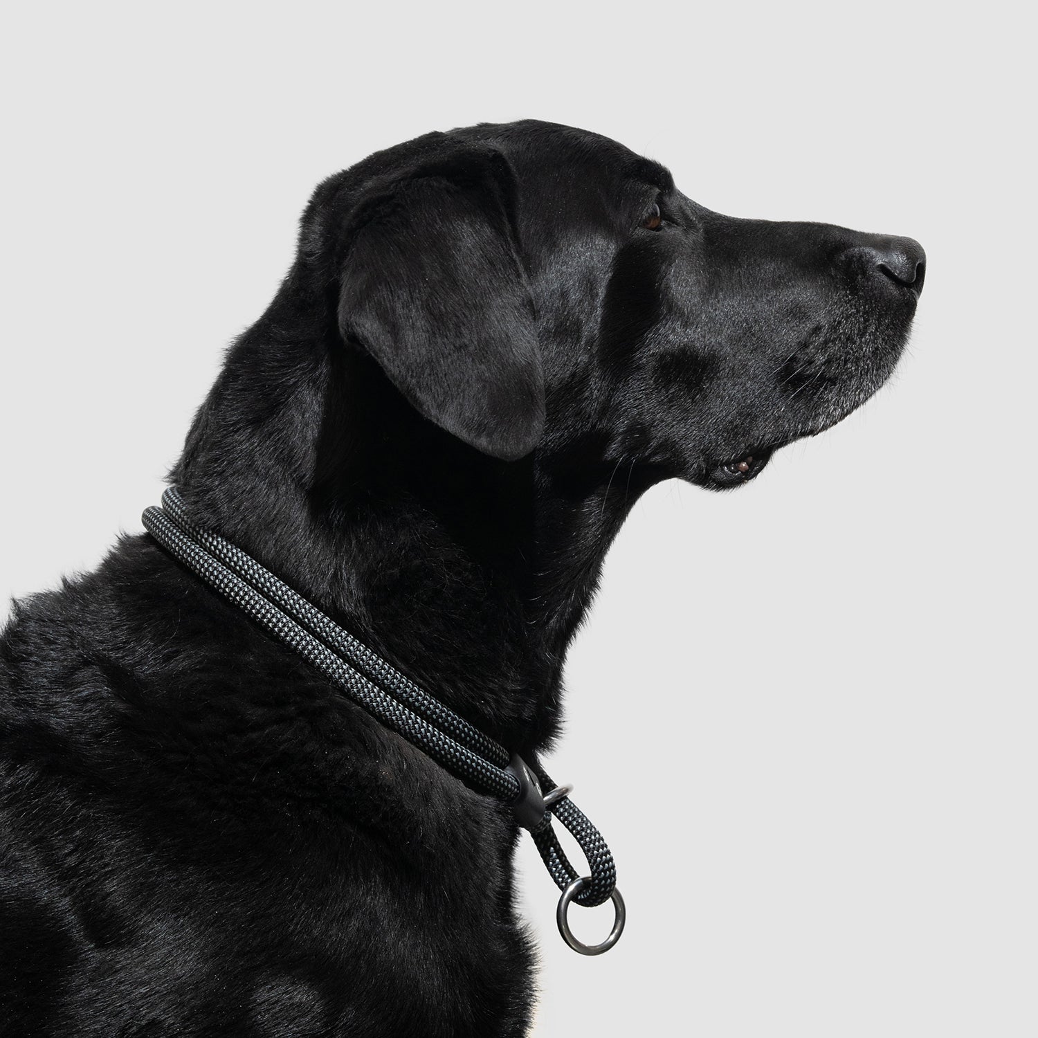 Lifetime Slip Collar for Dogs - Adjustable Nylon Training Collar with Quick-Release Buckle - Perfect for Obedience Training, Walking & Outdoor Adventures