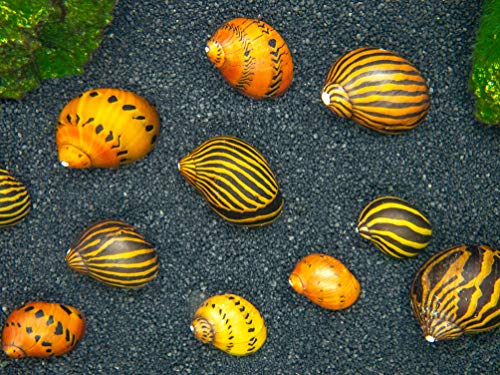 5 Zebra Nerite Snails & 5 Tiger Nerite Snails Combo Pack for Aquarium - Freshwater Safe for Betta & Tetra Fish Tanks - Perfect for Algae Control in Home & Office Aquariums