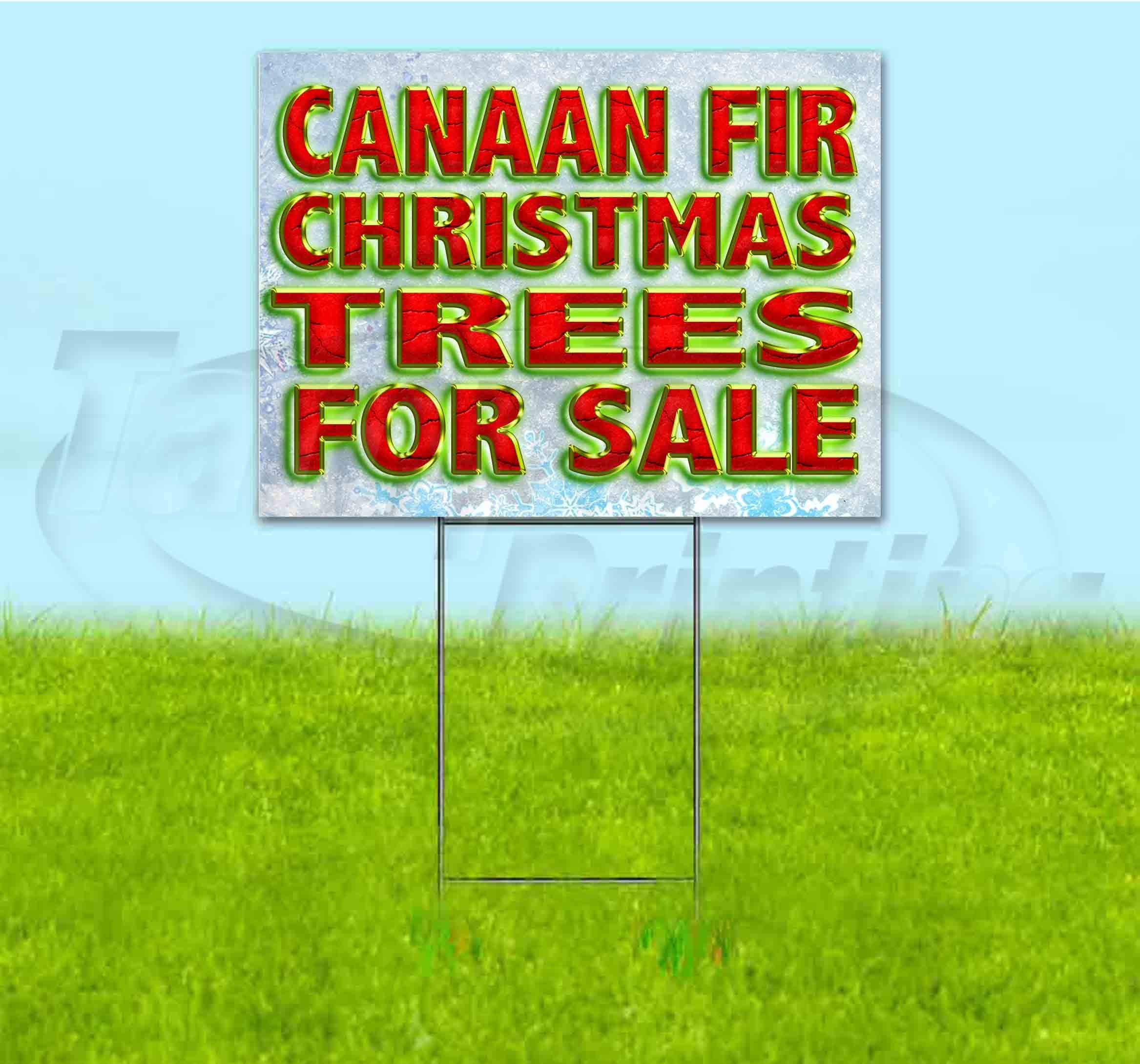 Premium Canaan Fir Christmas Trees for Sale - 18