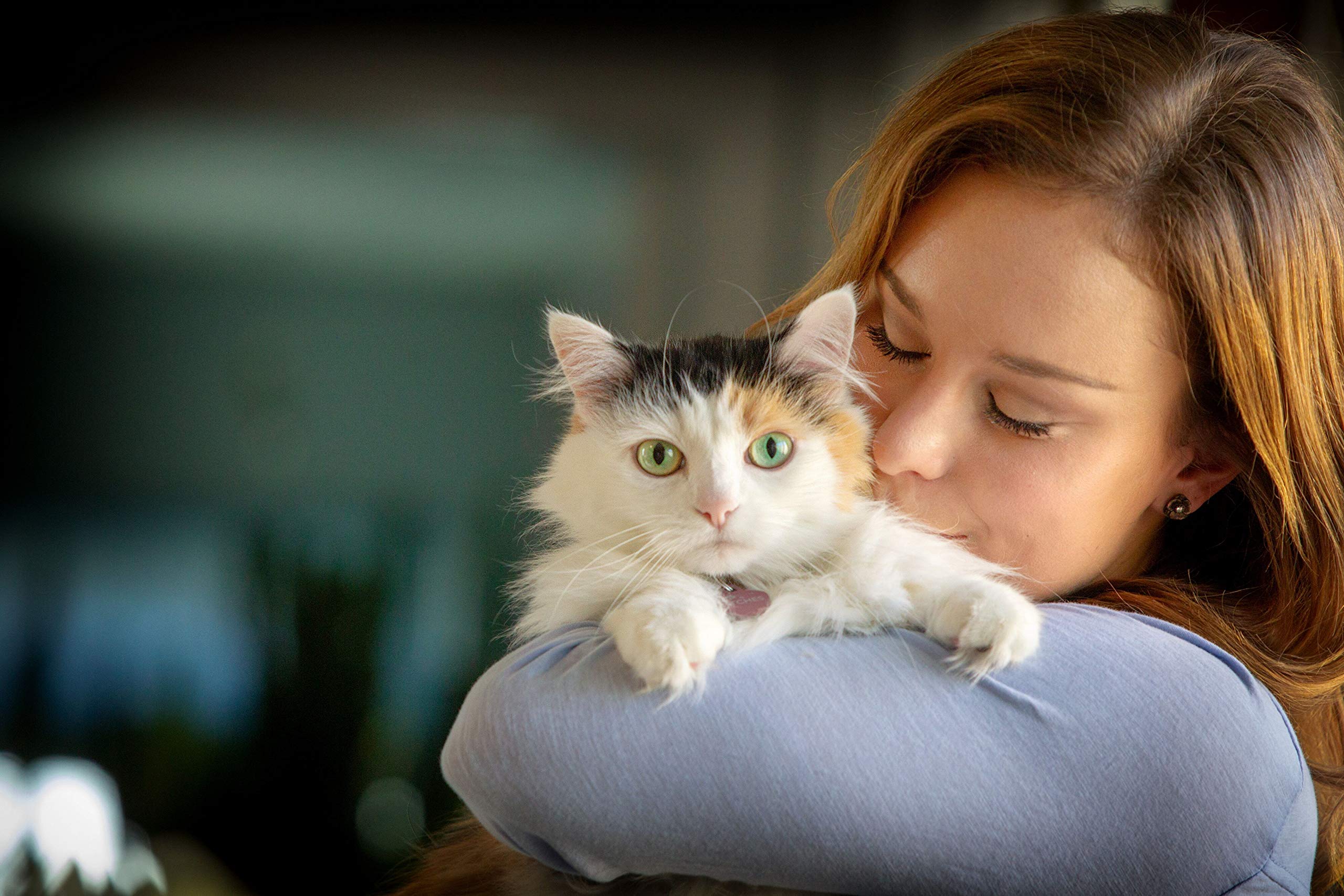 Spry L-Lysine Cat Treat Supplement for Immune & Respiratory Health - Antioxidant Rich Cat Eye Care Support with Prebiotics - Daily Health Treats for Cats (Supports Vision, Immunity & Digestion) - Perfect for Senior Cats & Kittens with Weak Immune Systems