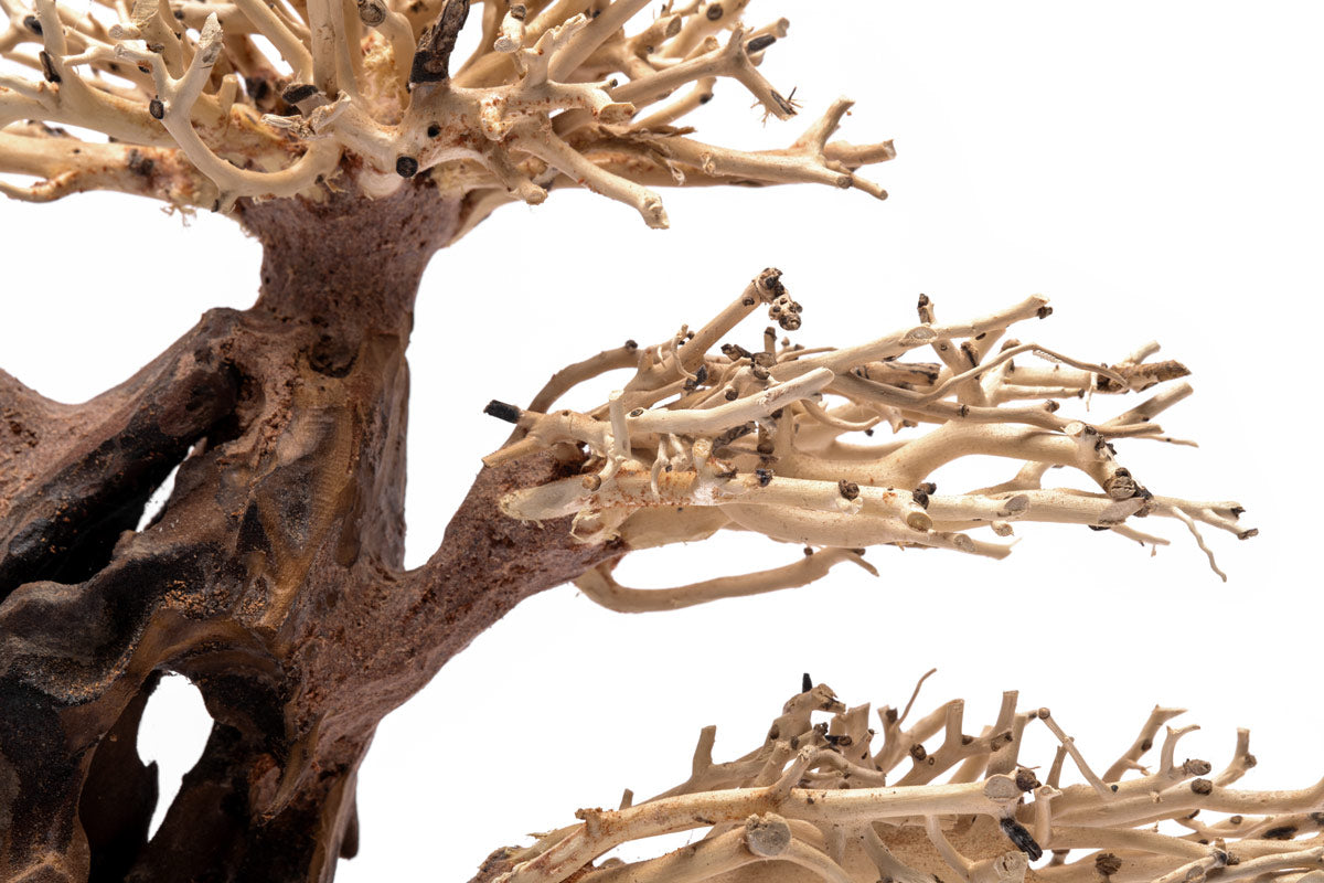 Premium Bonsai Tree Kit - Complete Starter Set for Indoor & Outdoor Gardening | Perfect for Home Decor, Office Zen Spaces & Gift Giving