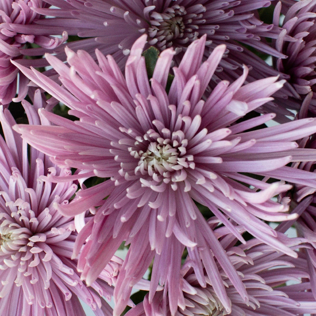 Antique Purple Spider Mum Flowers - Artificial Silk Chrysanthemum Bouquet for Home Decor, Wedding Centerpieces, and Fall Table Arrangements