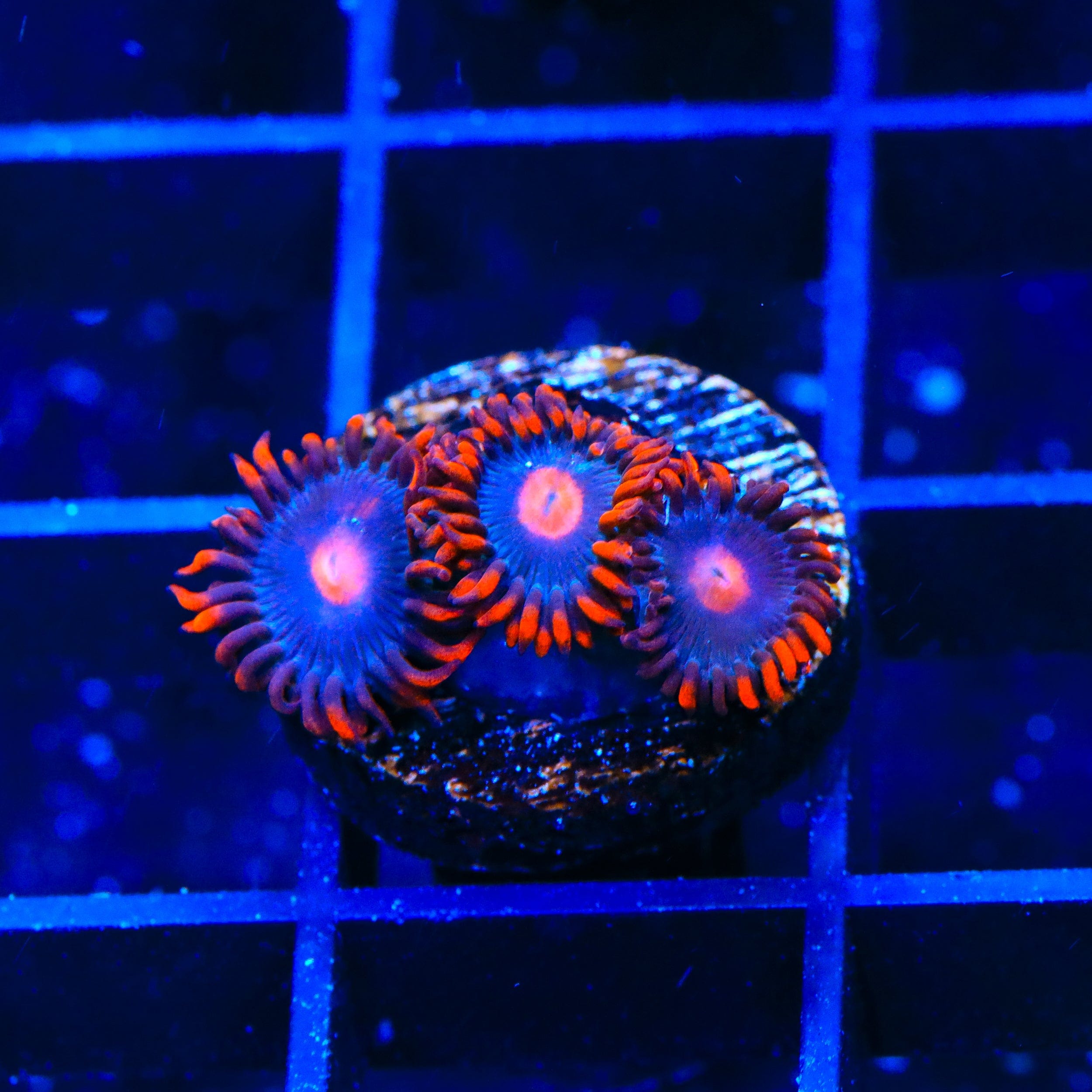 Premium Clementine Zoanthids Coral for Saltwater Aquariums - Vibrant Orange Coral for Reef Tanks & Nano Aquascaping | Perfect for Beginners & Expert Reef Keepers