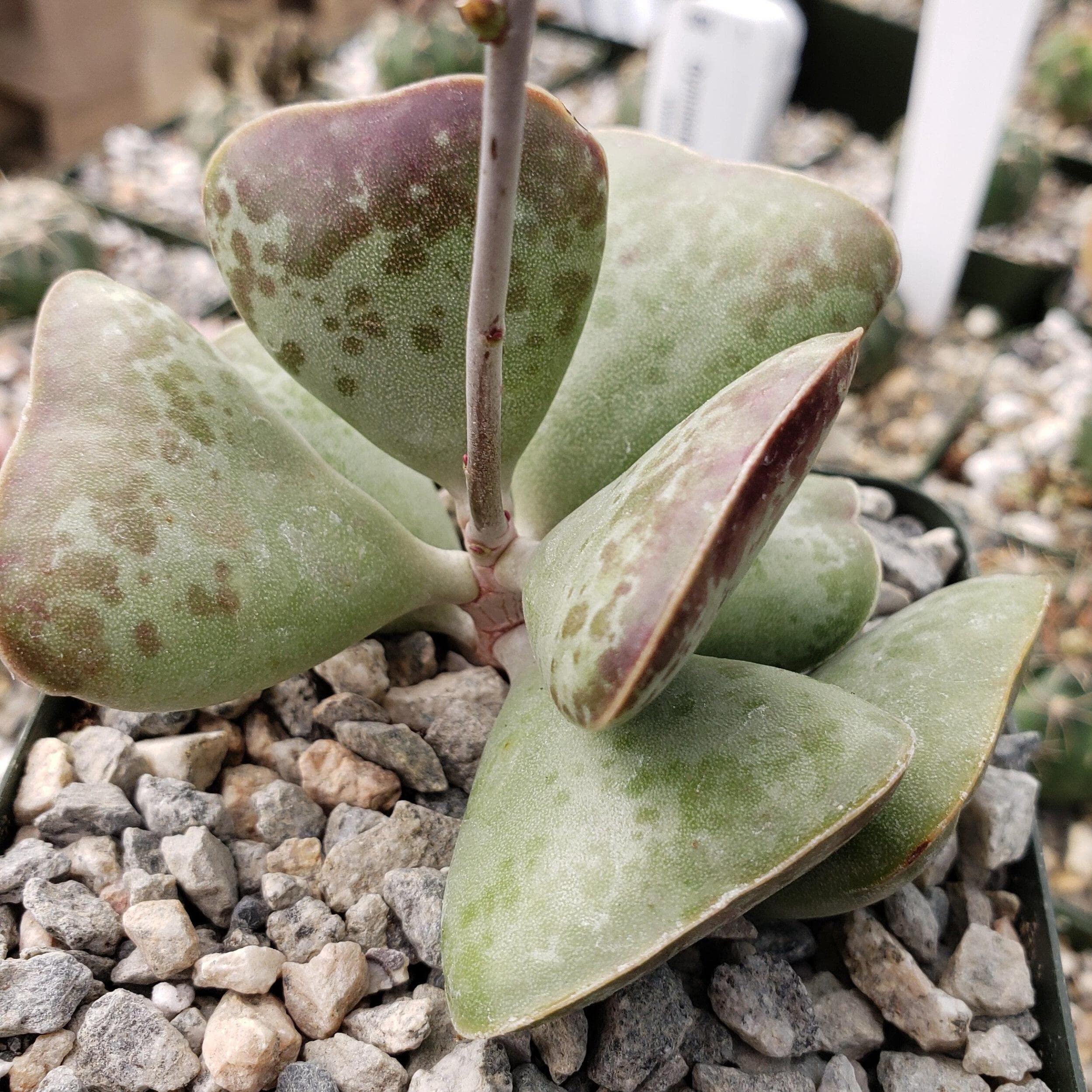 Adromischus Triflorus 'Calico Hearts' Live Succulent Plant - Rare Cactus for Home Decor, Office Desk & Garden Arrangements