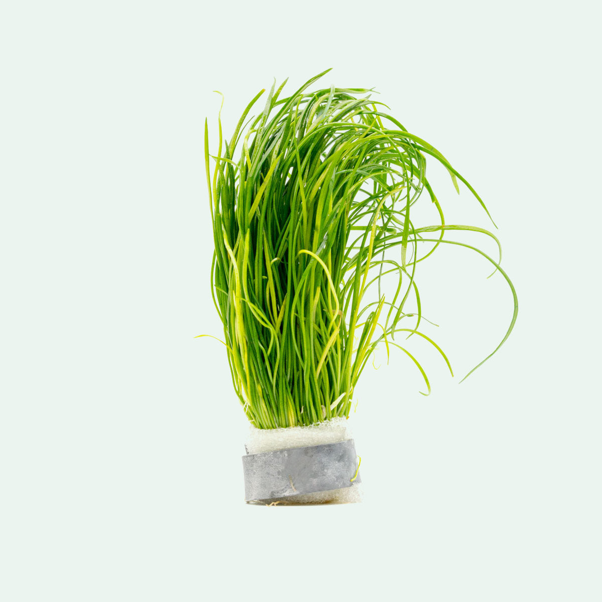 Isoetes Velata Var. Sicula Aquatic Plant - Rare Freshwater Quillwort for Aquariums & Water Gardens | Perfect for Aquatic Landscaping & Fish Tank Decoration