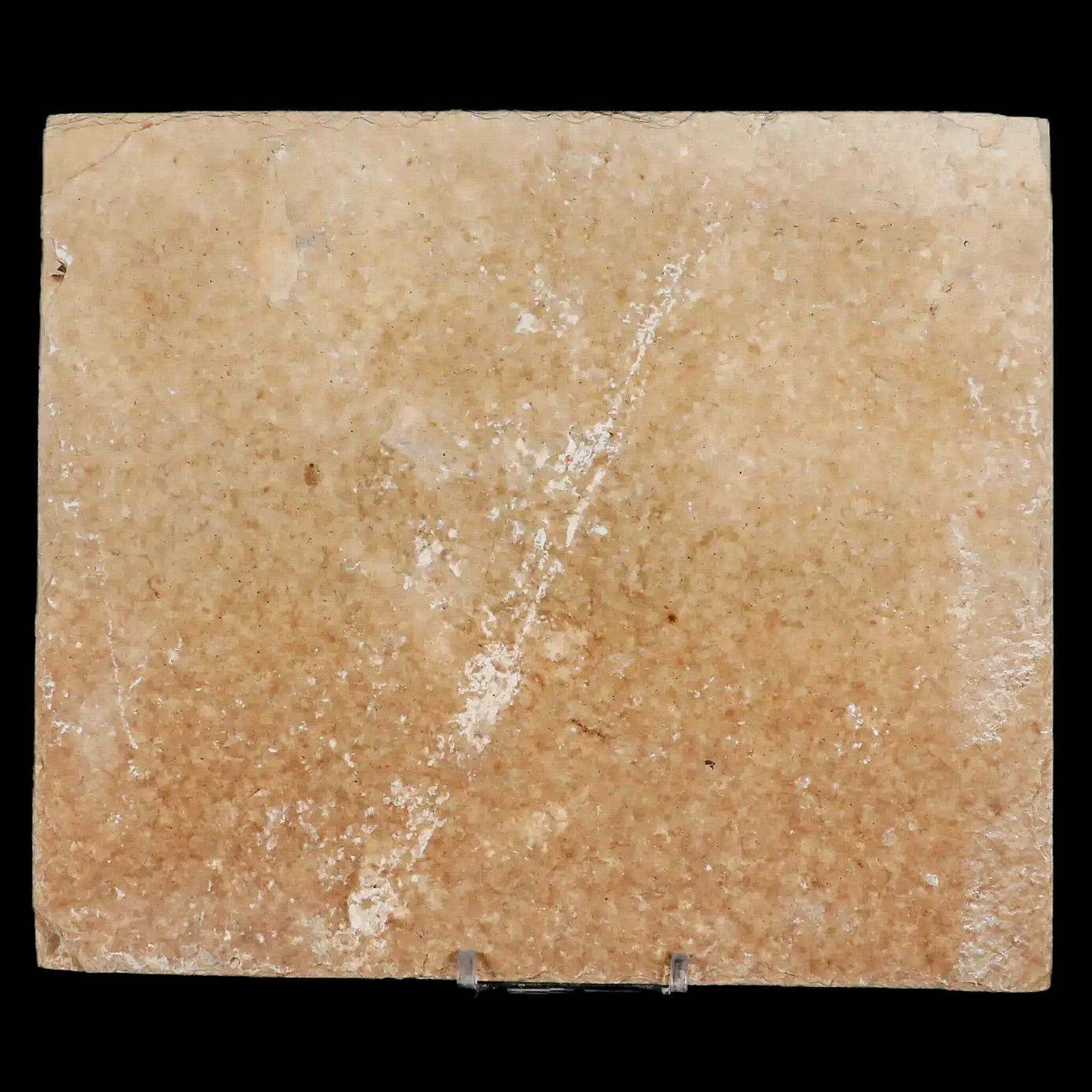 3 Authentic Diplomystus & Knightia Fossil Fish from Green River FM, WY - Eocene Age with COA - Perfect for Science Classrooms, Fossil Collections & Home Decor