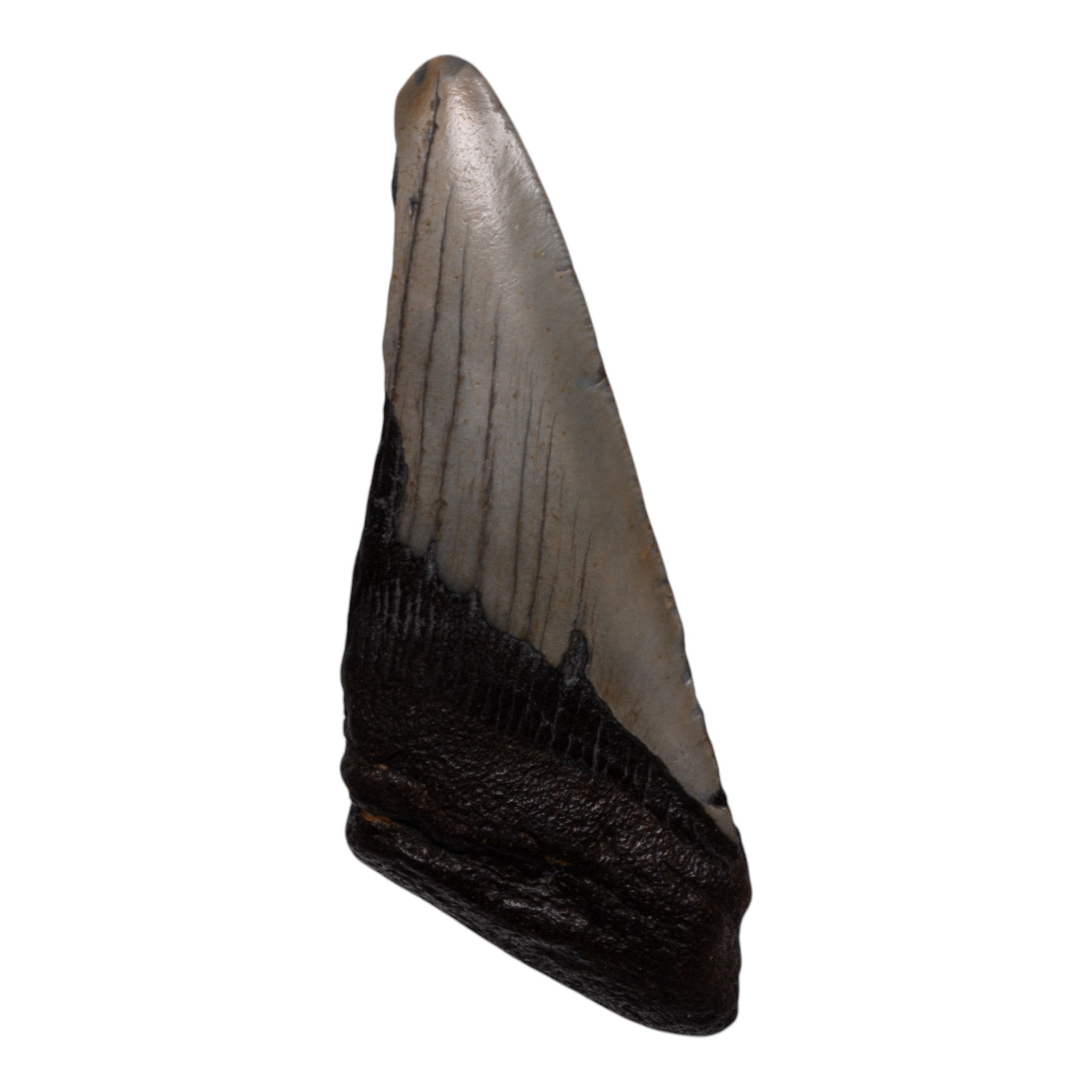 Authentic Megalodon Shark Tooth Fossil - Half Size - Perfect for Collectors, Jewelry Making & Educational Displays