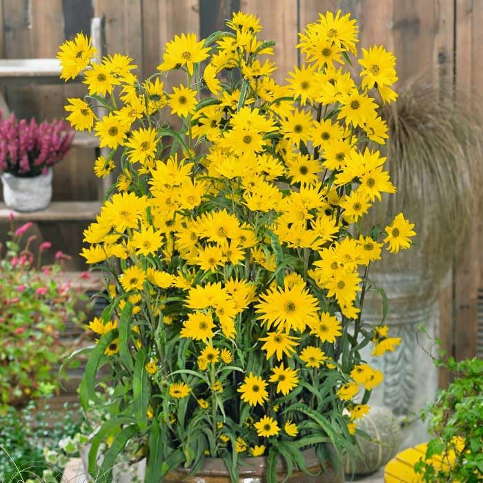 Eden Brothers Maximilian Sunflower Seeds - Non-GMO, Heirloom Variety for Planting - Perfect for Home Gardens, Landscaping & Pollinator-Friendly Gardens