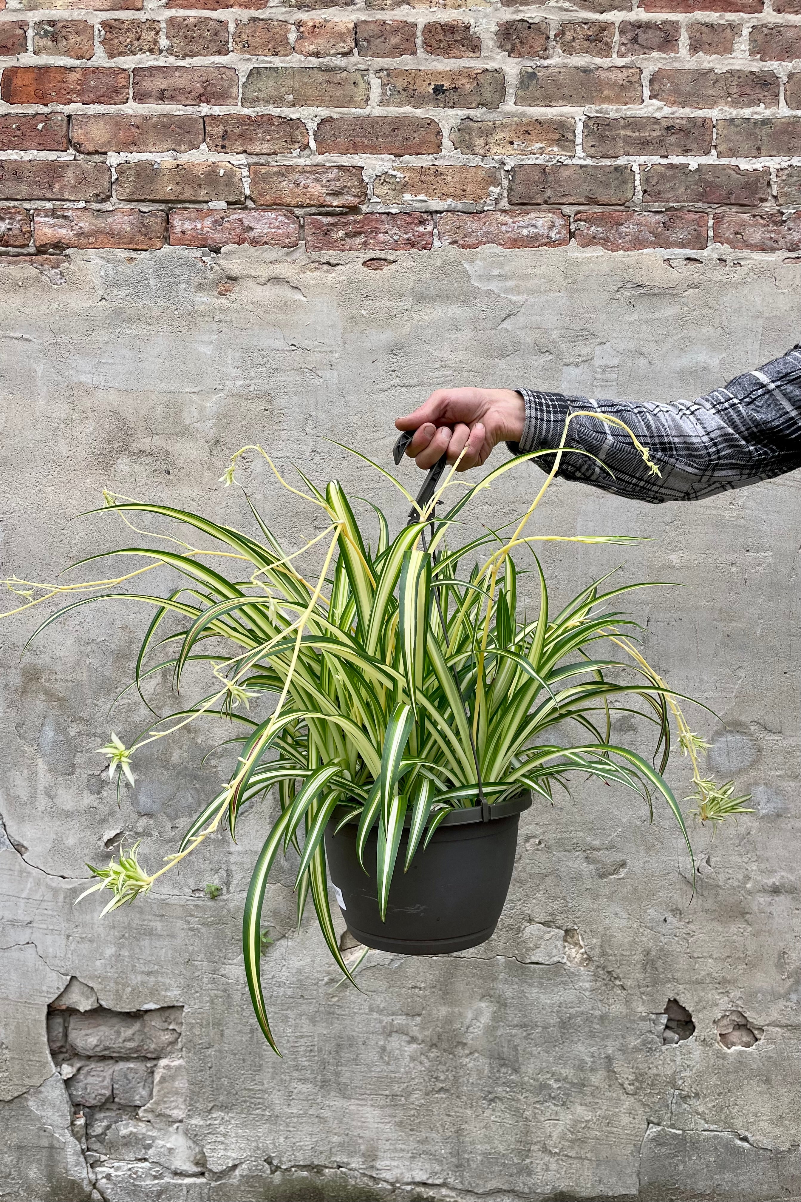 Variegated Spider Plant (Chlorophytum comosum 'Variegatum') - 10 Pack for Home & Office Air Purifying Indoor Plants | Perfect for Hanging Baskets, Shelves, and Desk Decor