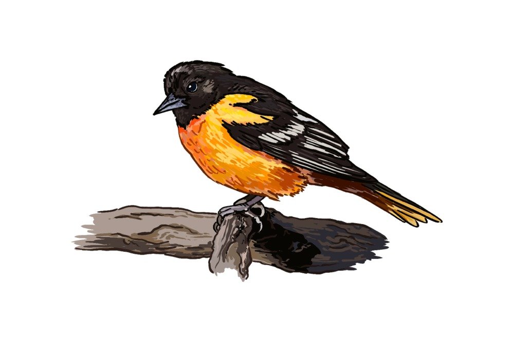 Lantern Press Oriole Bird Wall Art - 12x18 Wrapped Canvas Print, Nature Home Decor for Living Room, Bedroom & Office