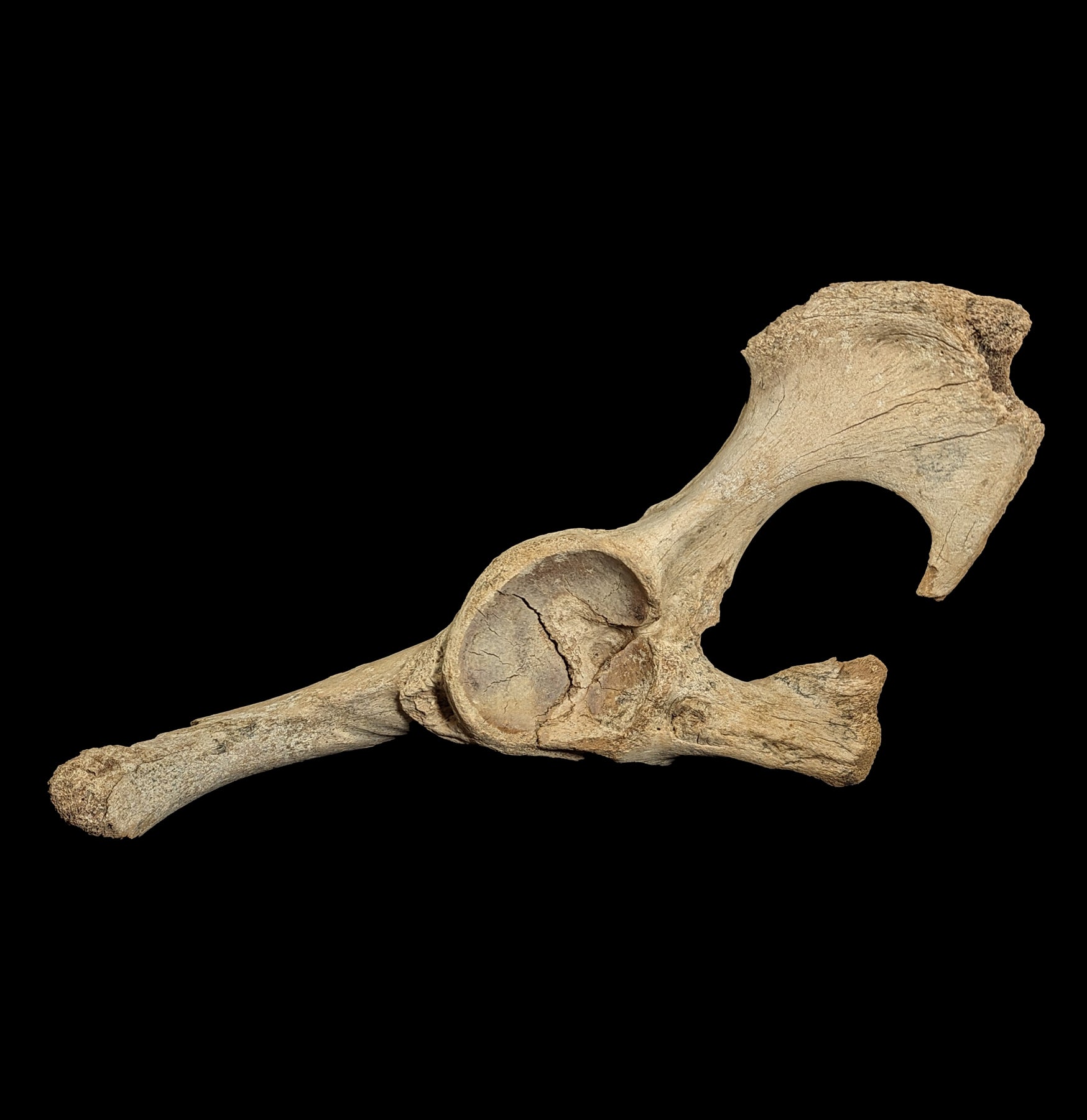 Authentic Fossilized Woolly Mammoth Pelvic Bone - Genuine Ice Age Relic for Collectors & Paleontology Enthusiasts - Perfect for Museum Displays & Educational Exhibits