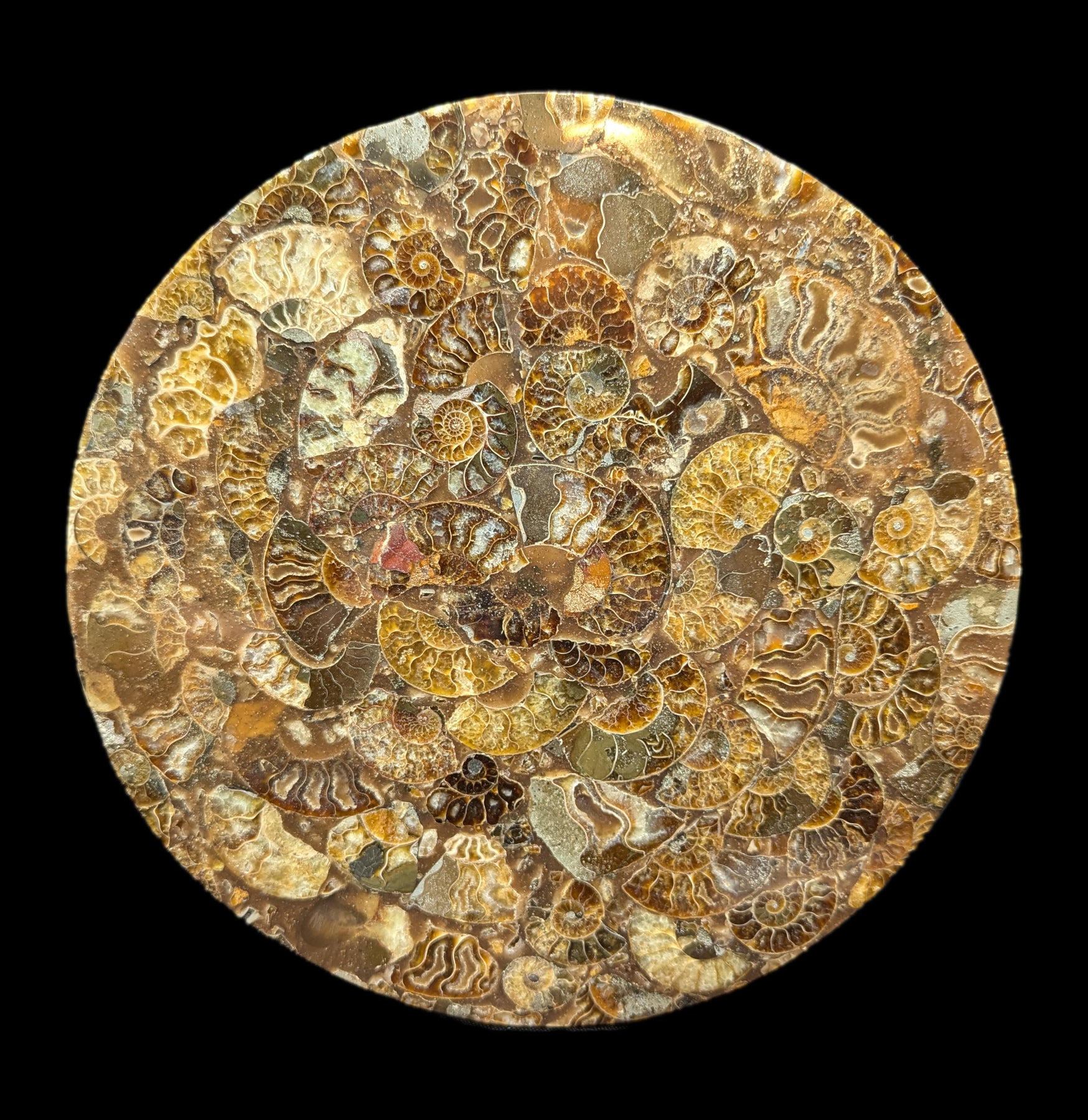 10 Pack Ammonite Fossil Coasters - Natural Stone Drink Coasters for Home & Office Decor - Perfect for Coffee Tables, Bars, and Gifts
