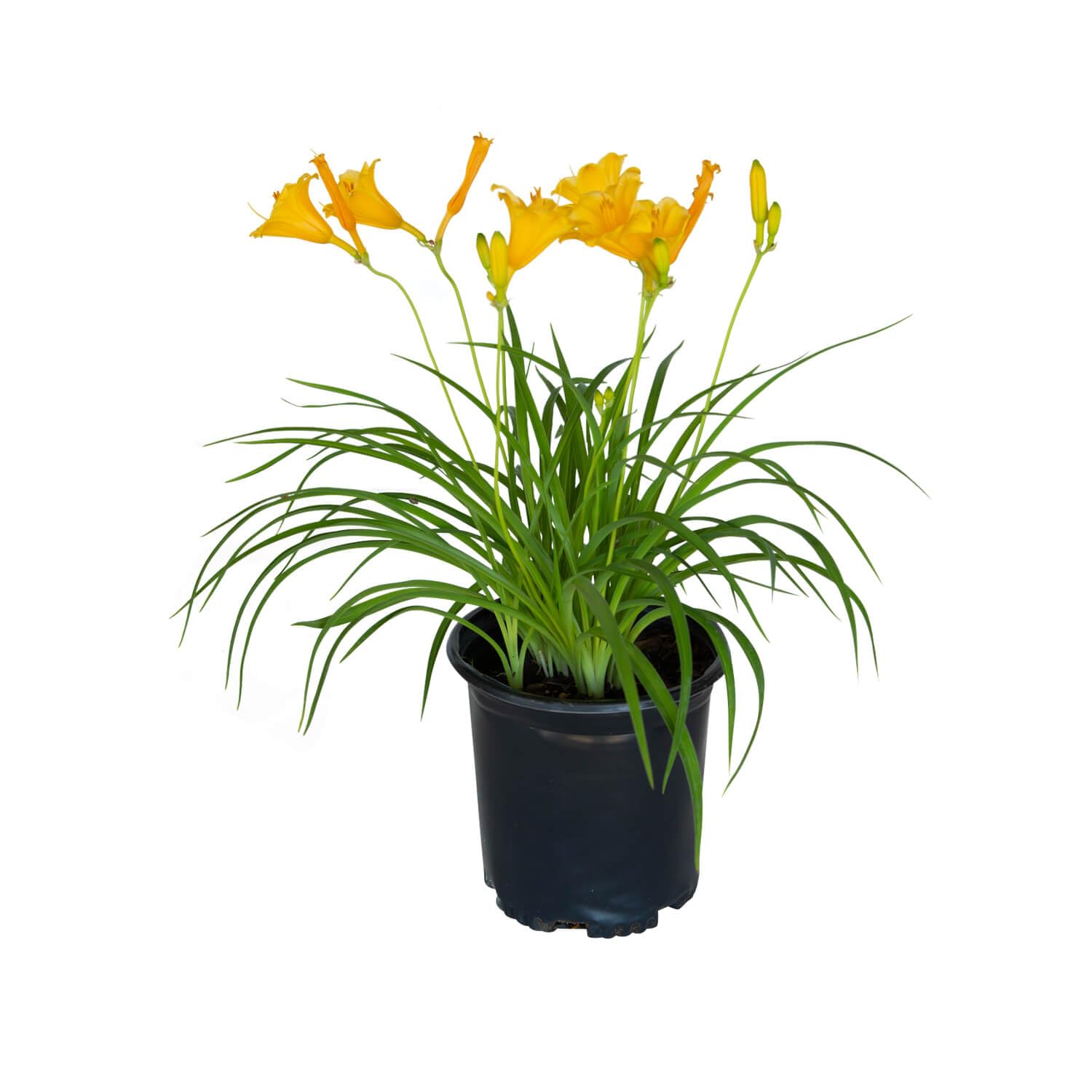 Stella De Oro Daylily Perennial Plant - 2.5 Quart Pot, Yellow Reblooming Flowers, Full Sun Outdoor Garden Plant - Perfect for Landscaping, Borders & Container Gardening