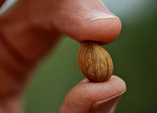 Organic California Grown Bitter Apricot Seeds - Raw, All Natural, Non-GMO - 1 LB Pack for Baking, Snacking & Healthy Recipes