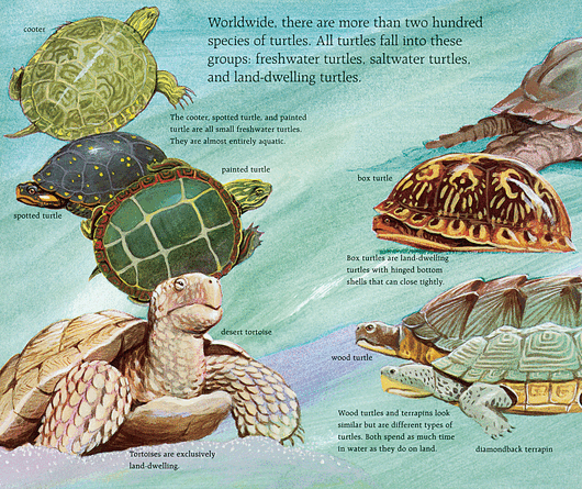 All About Turtles - Complete Guide to Turtle Care, Species & Habitats | Perfect for Pet Owners & Wildlife Enthusiasts