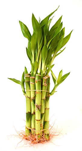 9GreenBox - Lucky Bamboo Plants (10 Styles Tall Bundle) - Feng Shui Indoor Plants for Home Office Decor, Housewarming Gifts & Good Luck Charm