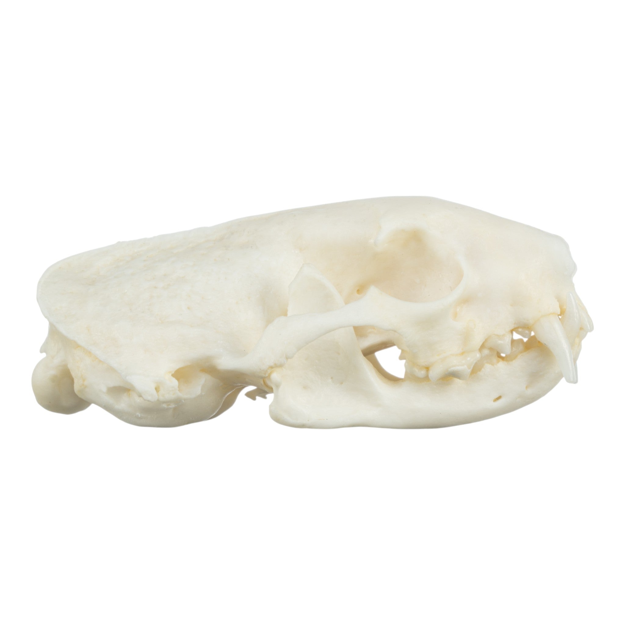 Real Ferret Skeleton - Disarticulated Specimen for Science Study, Veterinary Education & Halloween Decor | Perfect for Classroom, Lab & Spooky Home Display