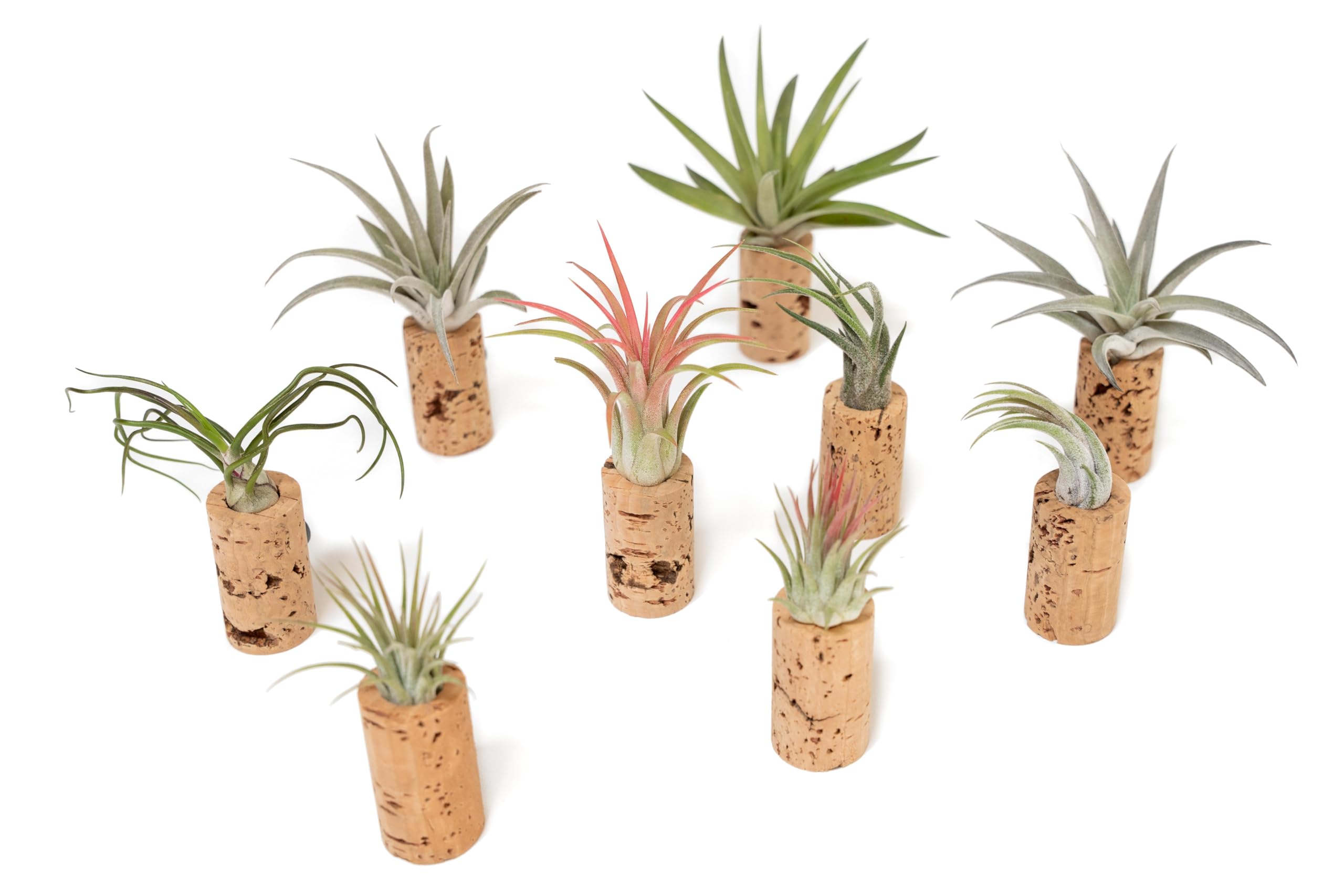 50 Pack Handmade Wine Cork Magnet Air Plant Holder – Assorted Tillandsia Ionantha in Air Plant Hanger - Succulent Hanging Plants Stand - Planter for Home, Office, and Garden Décor - Perfect for DIY Gifts, Wedding Favors, and Wall Decor