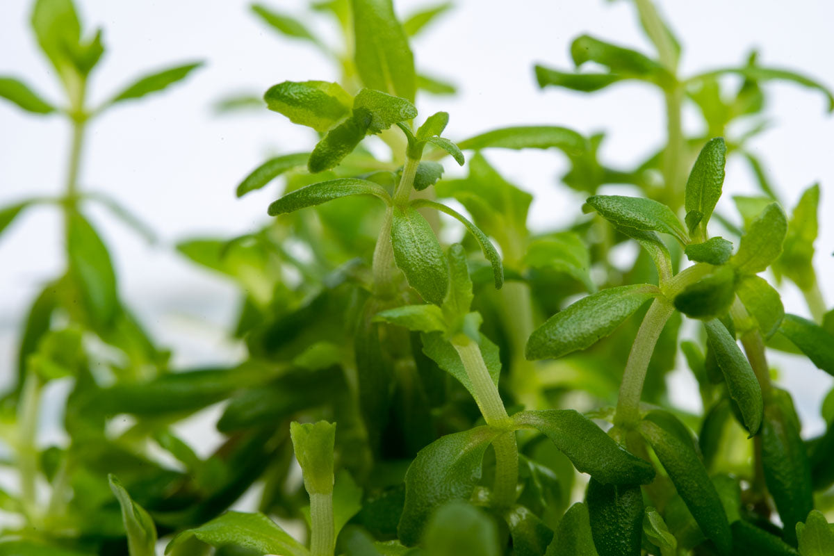 Limnophila Vietnam Aquatic Plant - Live Tissue Culture for Freshwater Aquariums | Perfect for Planted Tanks, Aquascaping & Shrimp Habitats