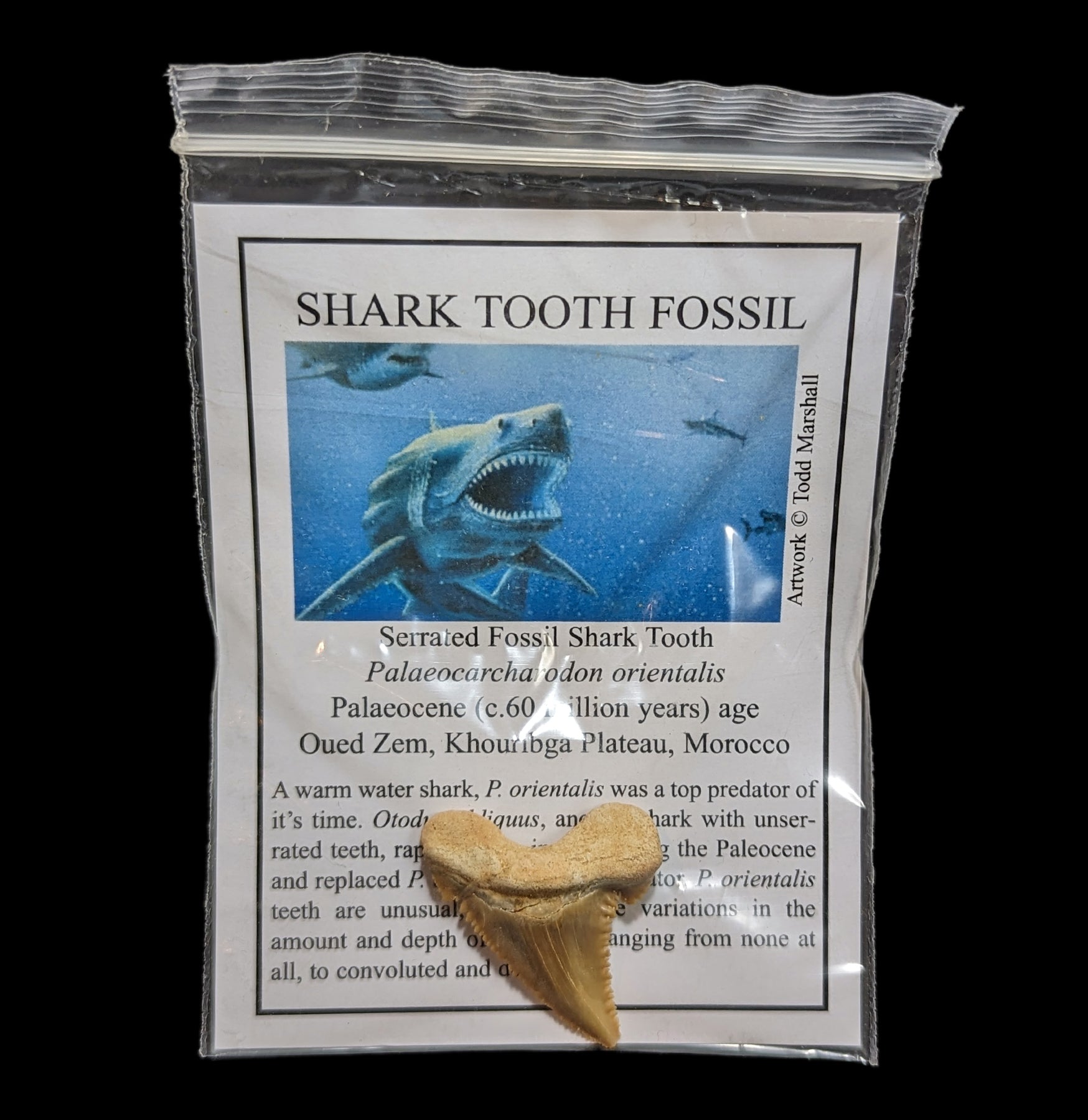 Authentic Palaeocarcharodon Shark Tooth Fossil with Certificate - Perfect for Fossil Collectors, Science Education & Home Decor Display
