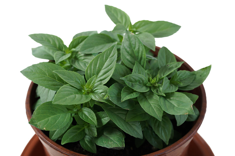 Fresh Thai Basil Leaves - Organic, Fragrant & Flavorful for Asian Cooking, Pho, Thai Dishes & Herbal Teas