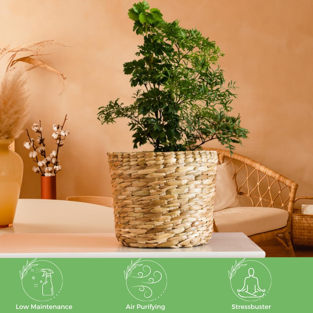 Live Dwarf Ming Aralia Bonsai Tree - 6 Inch Miniature Indoor/Outdoor Plant in Decorative Pot | Perfect for Home, Office & Garden Decor | Low Maintenance Houseplant for Zen Gardens, Tabletops & Gift Giving