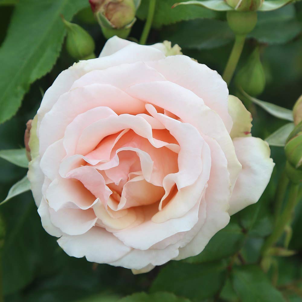 Heirloom Roses Mother of Pearl® Pink Grandiflora Rose Bush - Live Outdoor Flowering Plant for Gardens, Landscaping & Wedding Decorations
