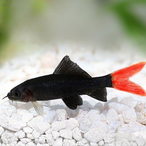 Red Tail Black Shark (Epalzeorhynchos bicolor) - Freshwater Aquarium Fish for Home & Office Tanks | Perfect for Community Aquariums & Fish Enthusiasts