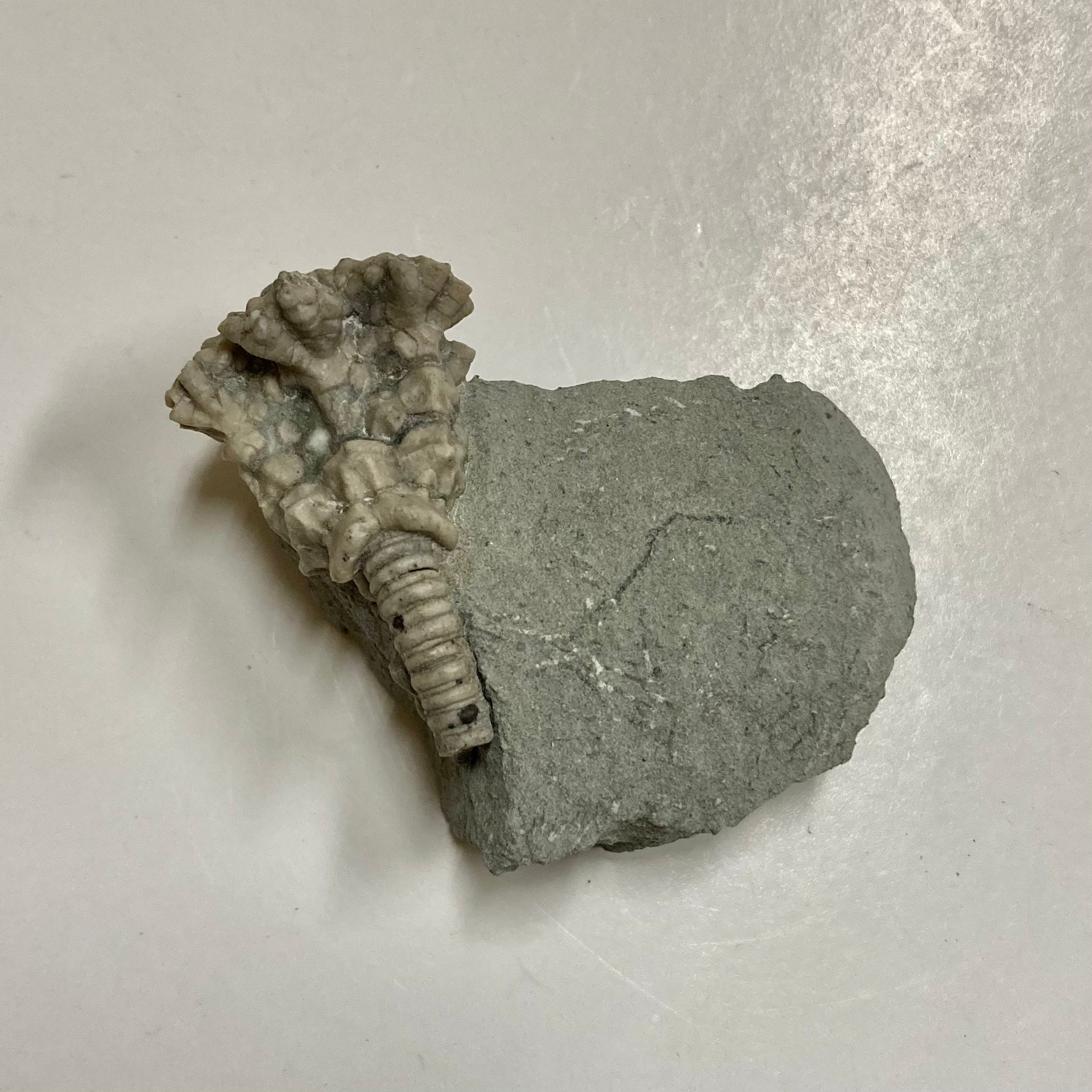 Fossil Crinoid Actinocrinites Gibsoni - Rare Marine Fossil for Collectors, Paleontology Enthusiasts & Home Decor | Perfect for Science Displays, Educational Gifts & Natural History Decorations