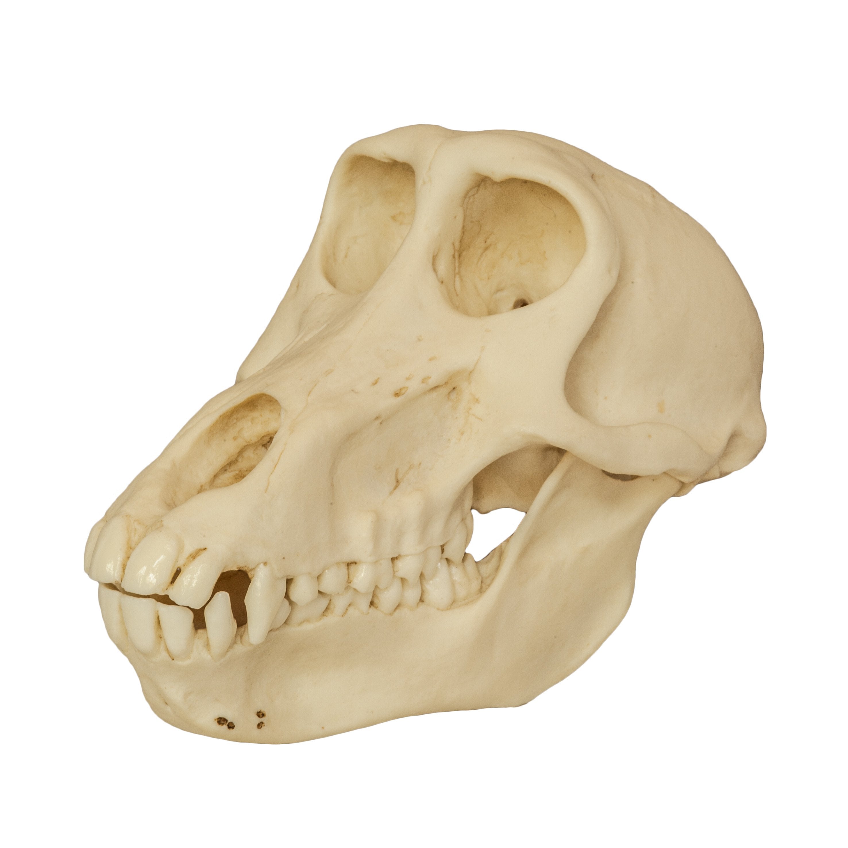 Authentic Replica Chacma Baboon Skull - Female - Perfect for Home Decor, Educational Display & Halloween Props