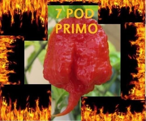 15 Seeds Trinidad 7 Pod (7 Pot) PRIMO Extremely Hot Pepper - World's Hottest Chili Seeds for Home Gardening, Cooking & Spicy Food Challenges