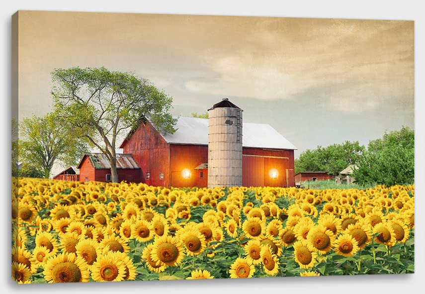 Barn Sunflower Field