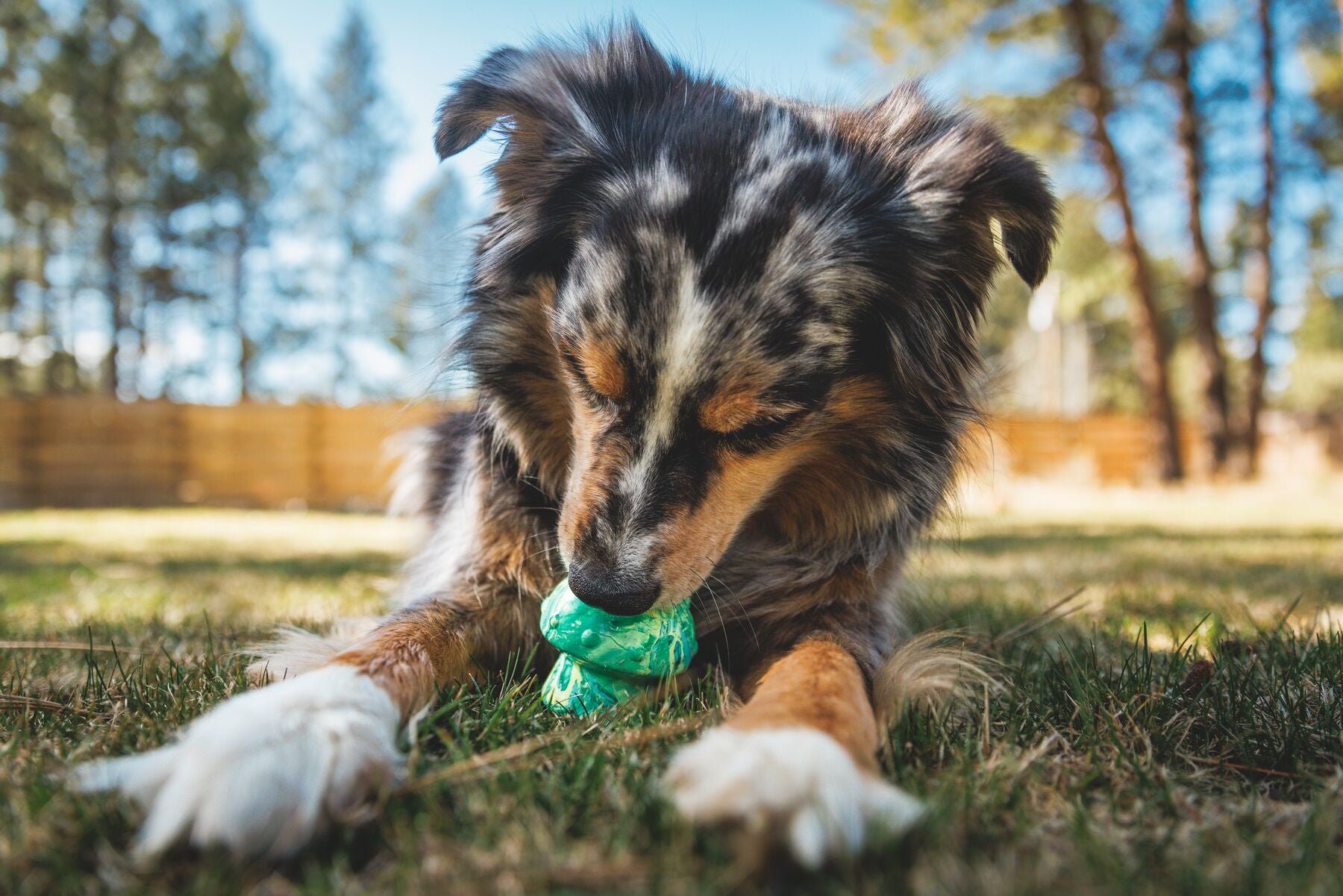 Ruffwear® Toadstool™ Dog Toy - Treat Dispenser & Fetch Toy in Gray Sky | Interactive Play for Training & Outdoor Fun
