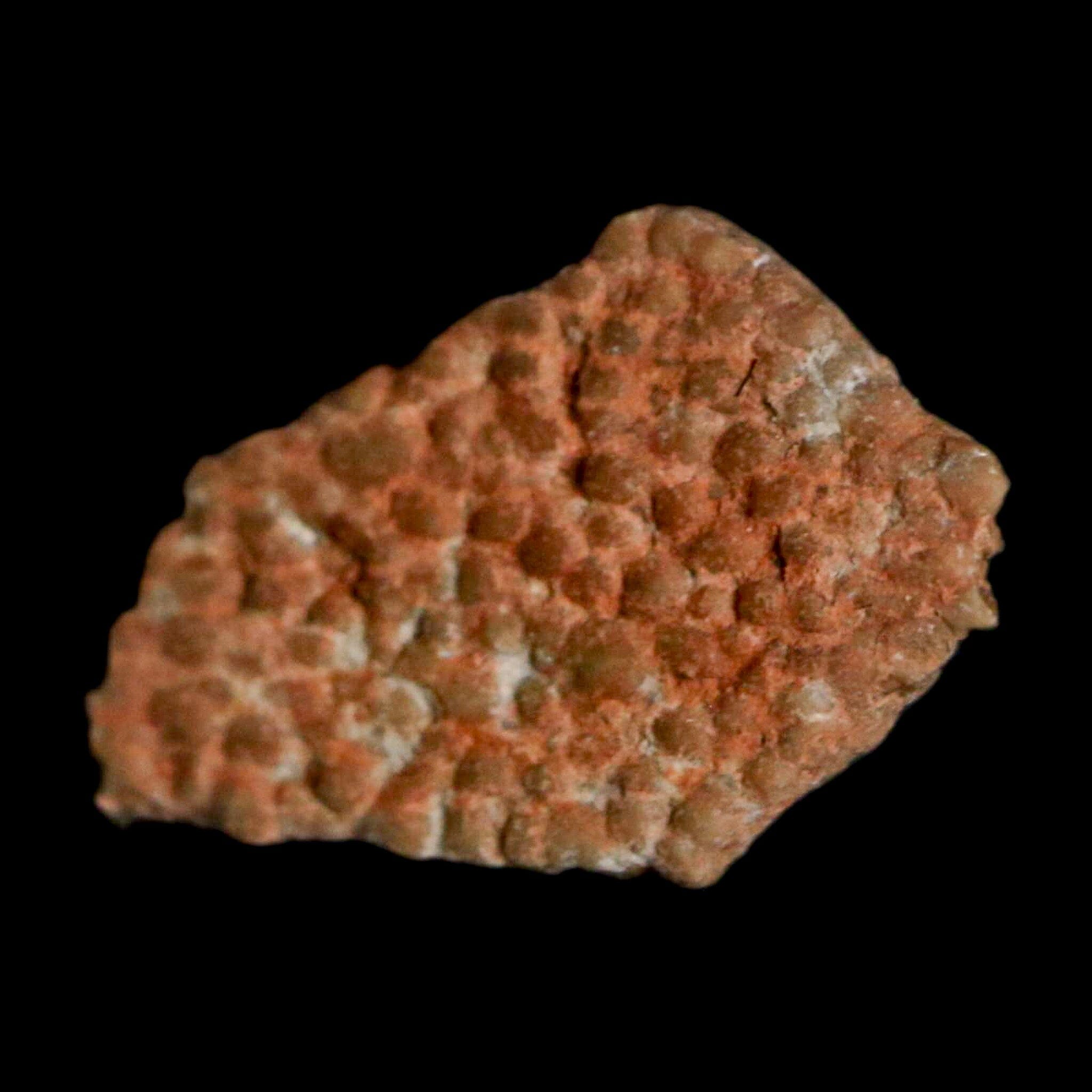 Authentic 0.5 Megaloolithus Titanosaur Dinosaur Fossil Egg Shell from Bouches-du-Rhône, France - Rare Collector's Item for Museum Display & Paleontology Enthusiasts | Perfect for Educational Exhibits, Home Decor, and Fossil Collections