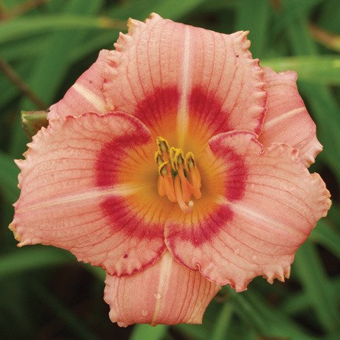 Strawberry Candy Daylily (Hemerocallis) - Vibrant Perennial Flower for Gardens, Landscaping & Borders | Perfect for Outdoor Decor & Cut Flower Arrangements