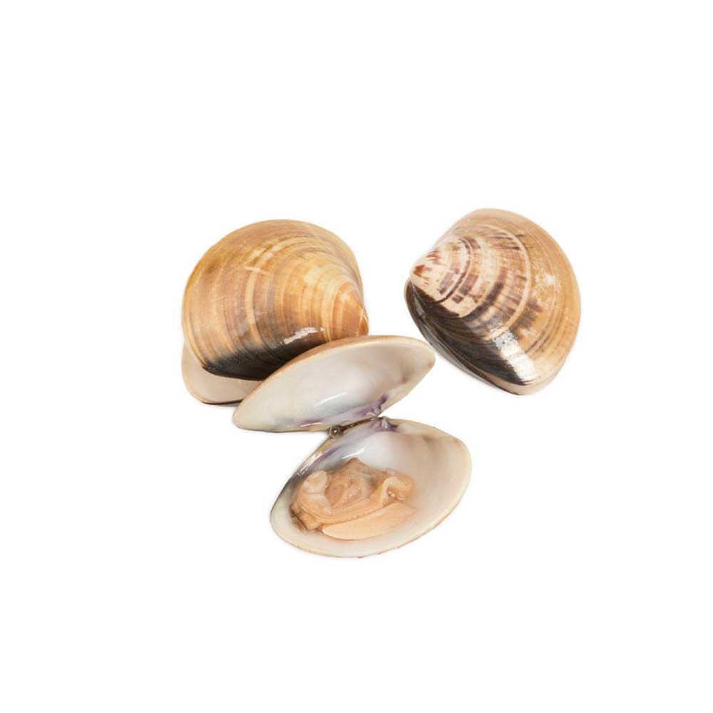 Fresh Pana Pesca Whole Shell Clams - 11-16 Count per Pound, 1 Pound Pack (10 per Case) | Premium Quality for Seafood Pasta, Chowders & Grilling | Sustainable Sourced Shellfish for Restaurants & Home Cooking