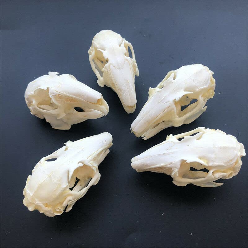 Real Rabbit Skull Taxidermy Specimen - Authentic Animal Bones for Science Education, Home Office Decor & Unique Gift - Perfect for Halloween Decor, Gothic Display & Biology Study (10 Pieces)