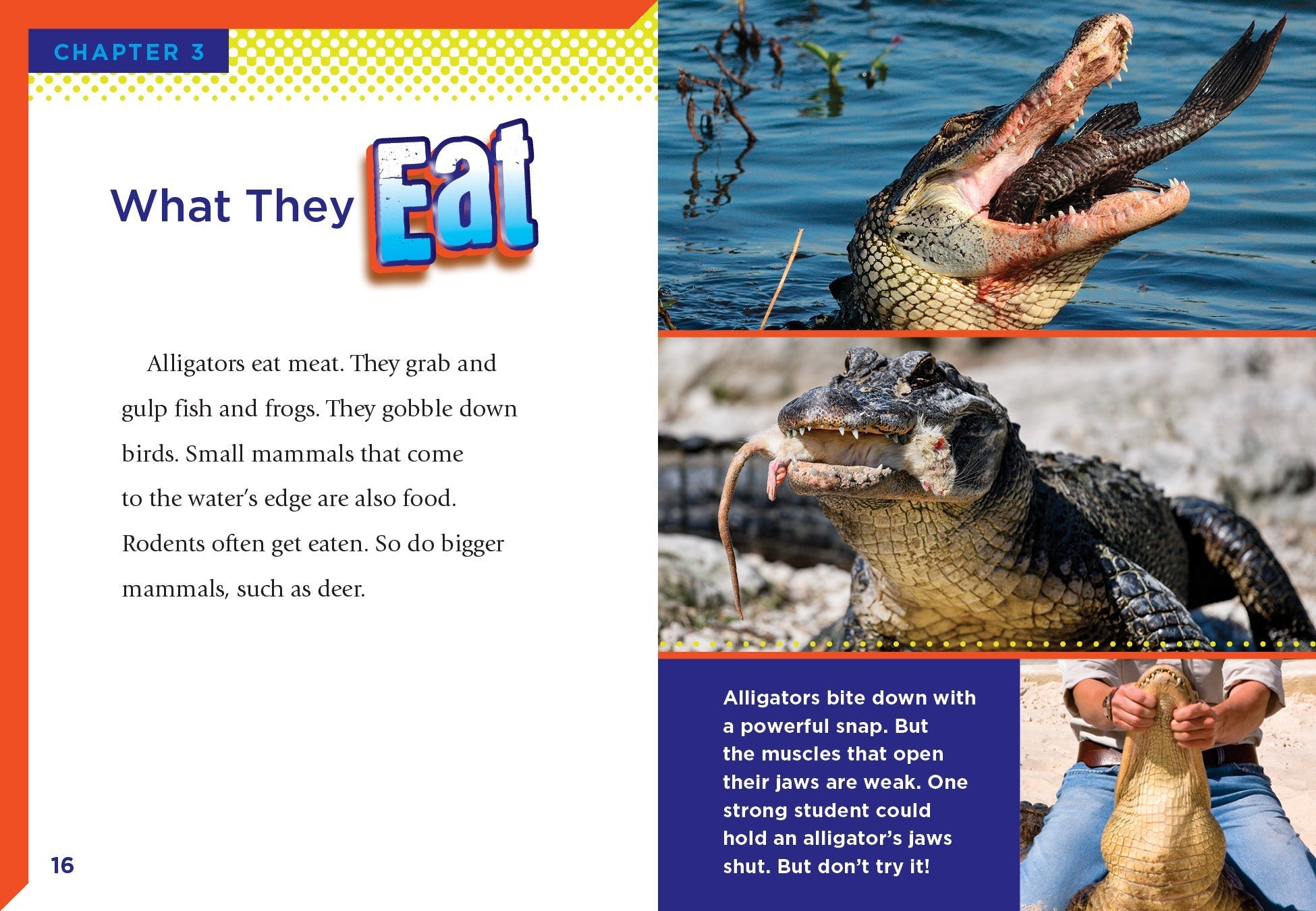 Alligators Book 9781623106409 - Wildlife Education & Nature Exploration for Kids & Adults