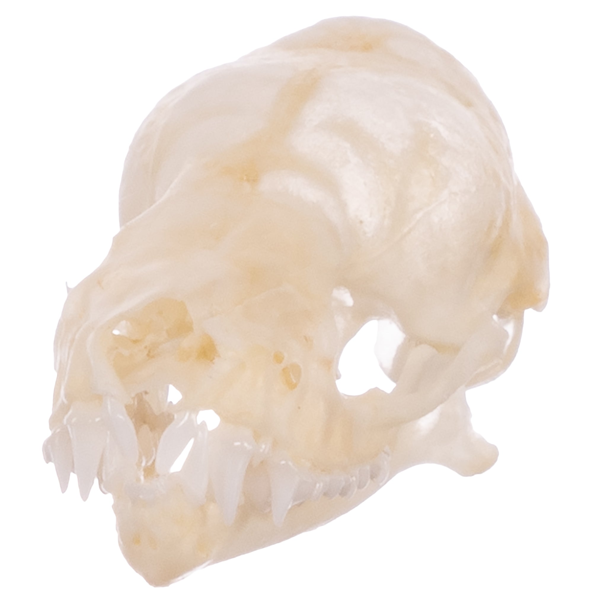 Authentic Mexican Free-tailed Bat Skull Specimen - Taxidermy Oddity for Gothic Decor, Halloween Props & Natural History Collectors