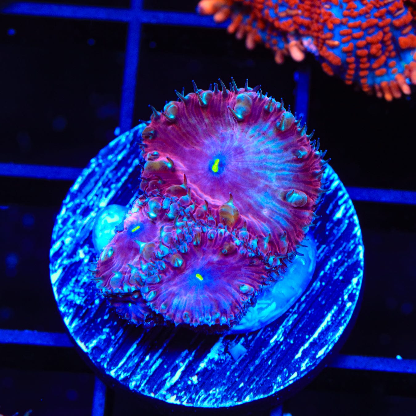 Premium Cranberry Blastomussa Coral for Saltwater Aquariums - Vibrant Live Coral for Reef Tanks & Marine Aquascaping | Perfect for Coral Propagation & Aquarium Decoration