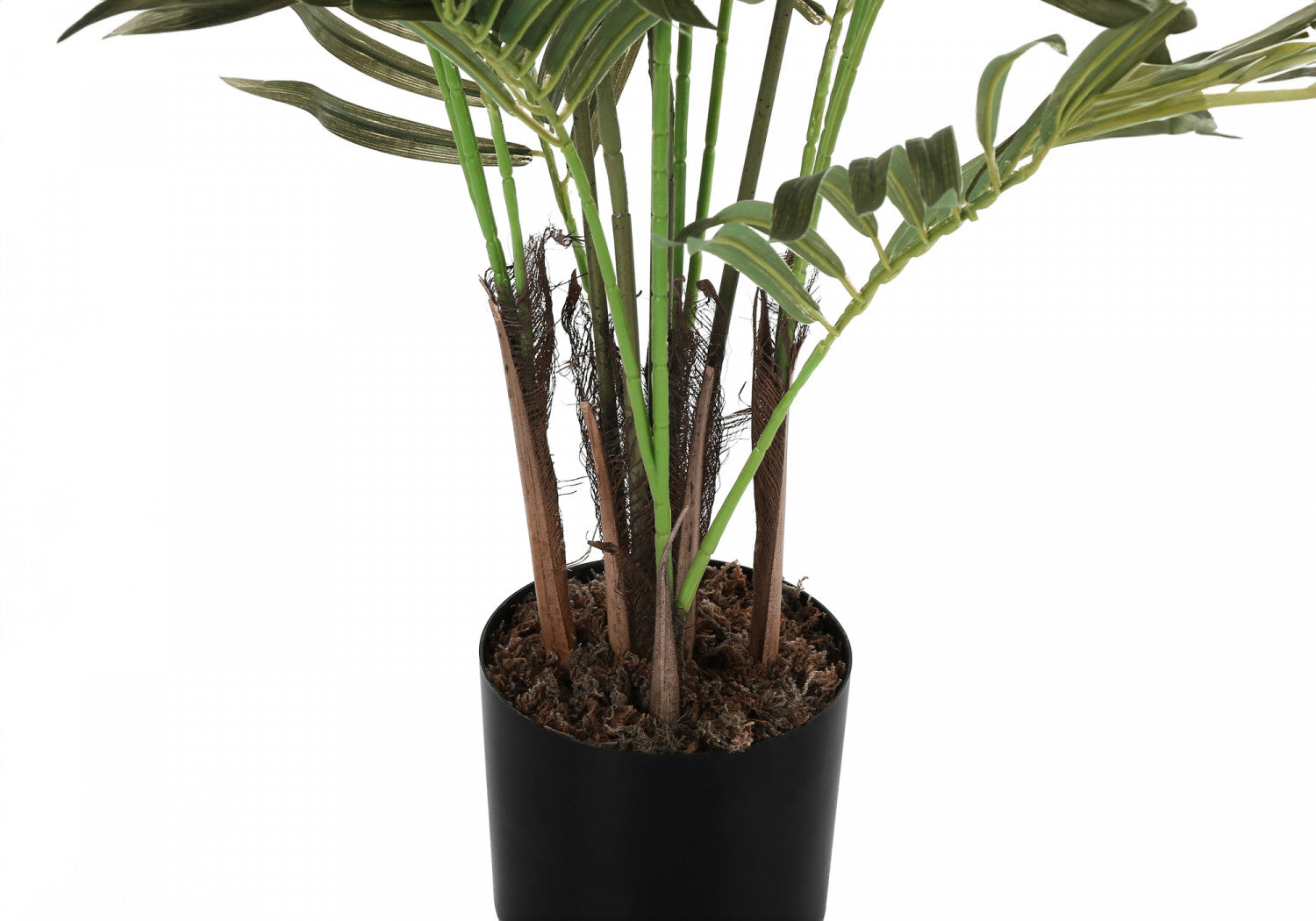 47 Areca Palm Trees with 5 Black Pots - Indoor/Outdoor Tropical Plants for Home, Office & Garden Decor
