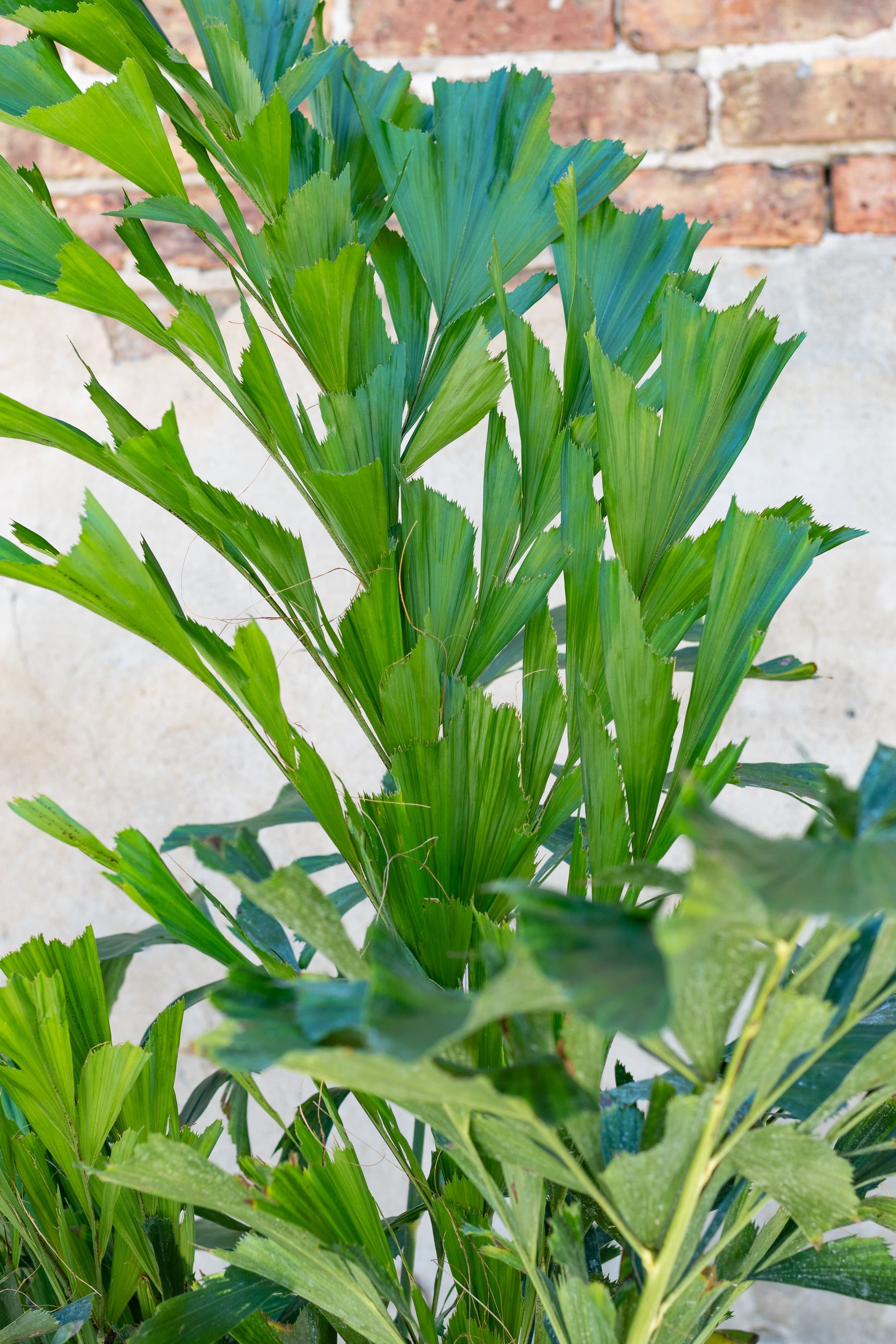 Fishtail Palm (Caryota Mitis) - 14