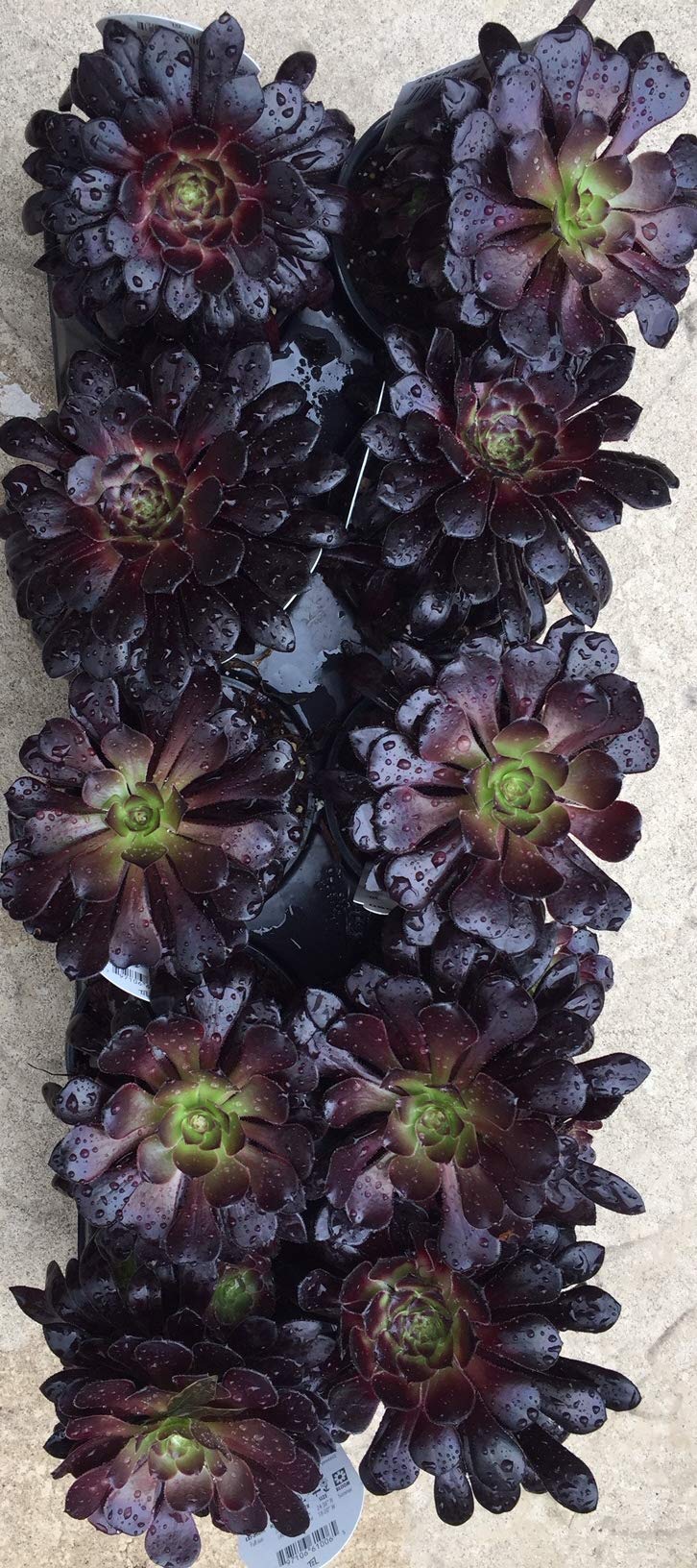 Black Rose Succulent Plant - Aeonium Arboreum 'Schwarzkopf' Live Succulent for Home Decor, Office Desk, Garden Landscaping & Gift Ideas