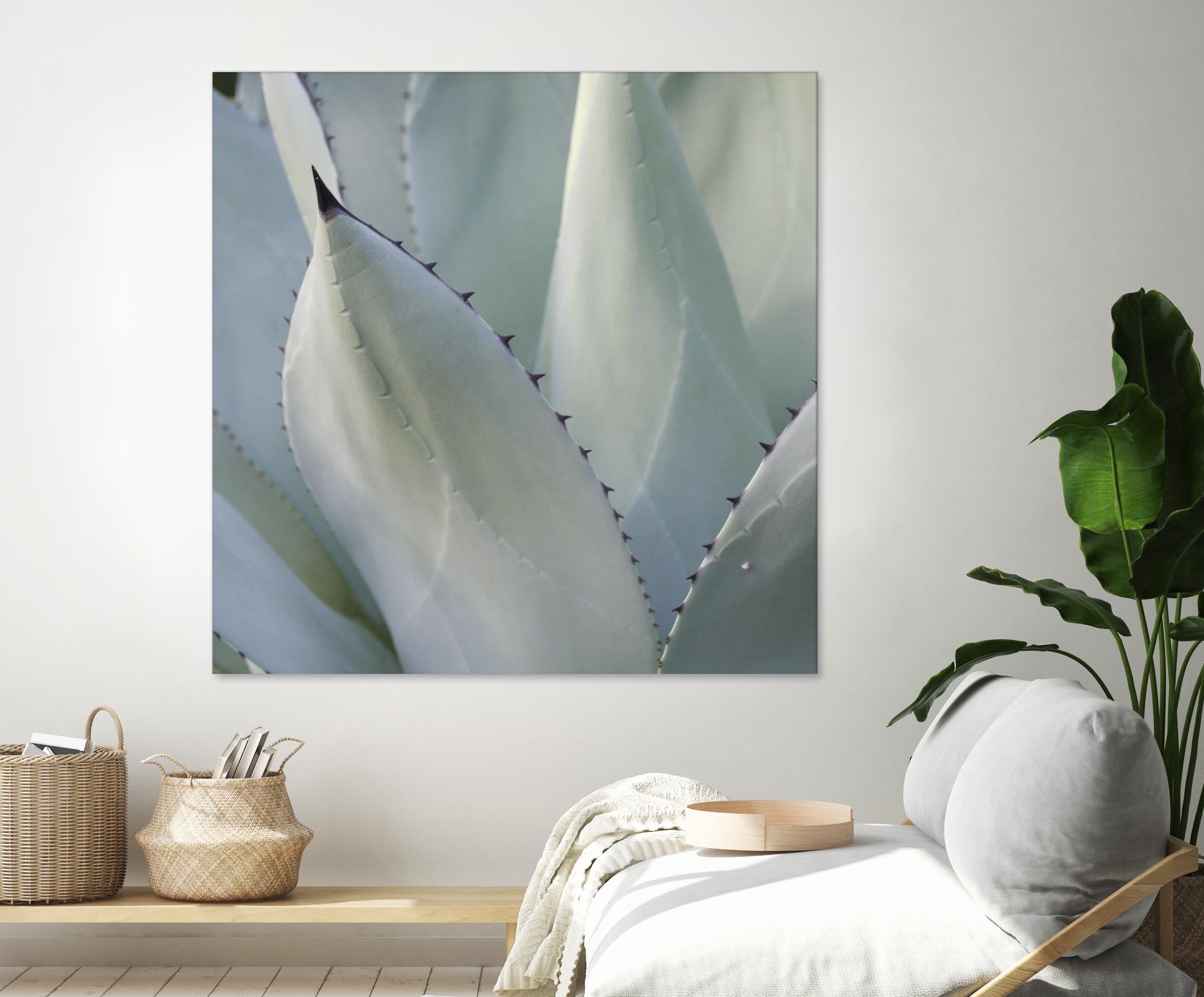 Black Tip Succulent Plants - Low Maintenance Indoor Houseplants for Home Decor, Office Desk & Gift Ideas