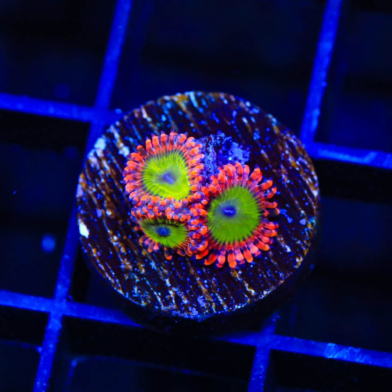 Premium CB Electric Oompa Loompa Zoanthids Coral - Vibrant Saltwater Aquarium Coral for Reef Tanks & Marine Displays