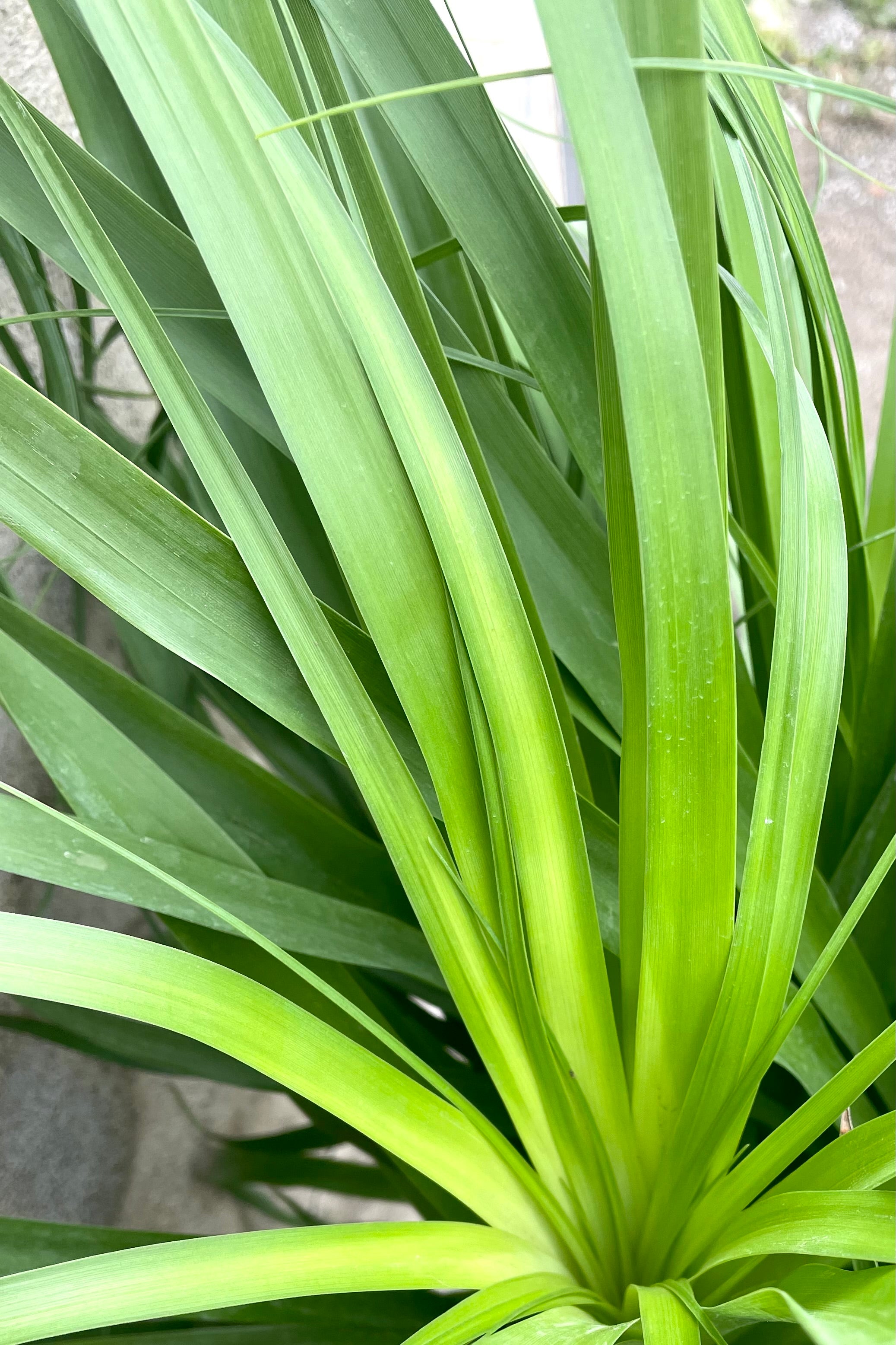 Beaucarnea Recurvata Ponytail Palm - 12 Inch Indoor Plant for Home & Office Decor | Low Maintenance Houseplant for Living Room, Bedroom, or Desk