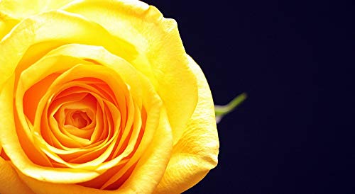 20x30 Inch Laminated Rose Bloom Flower Poster - Vibrant Colors & HD Imagery - Perfect for Home Decor, Living Room, Bedroom Wall Art - Fits Standard Picture Frames (Home Comforts Collection)